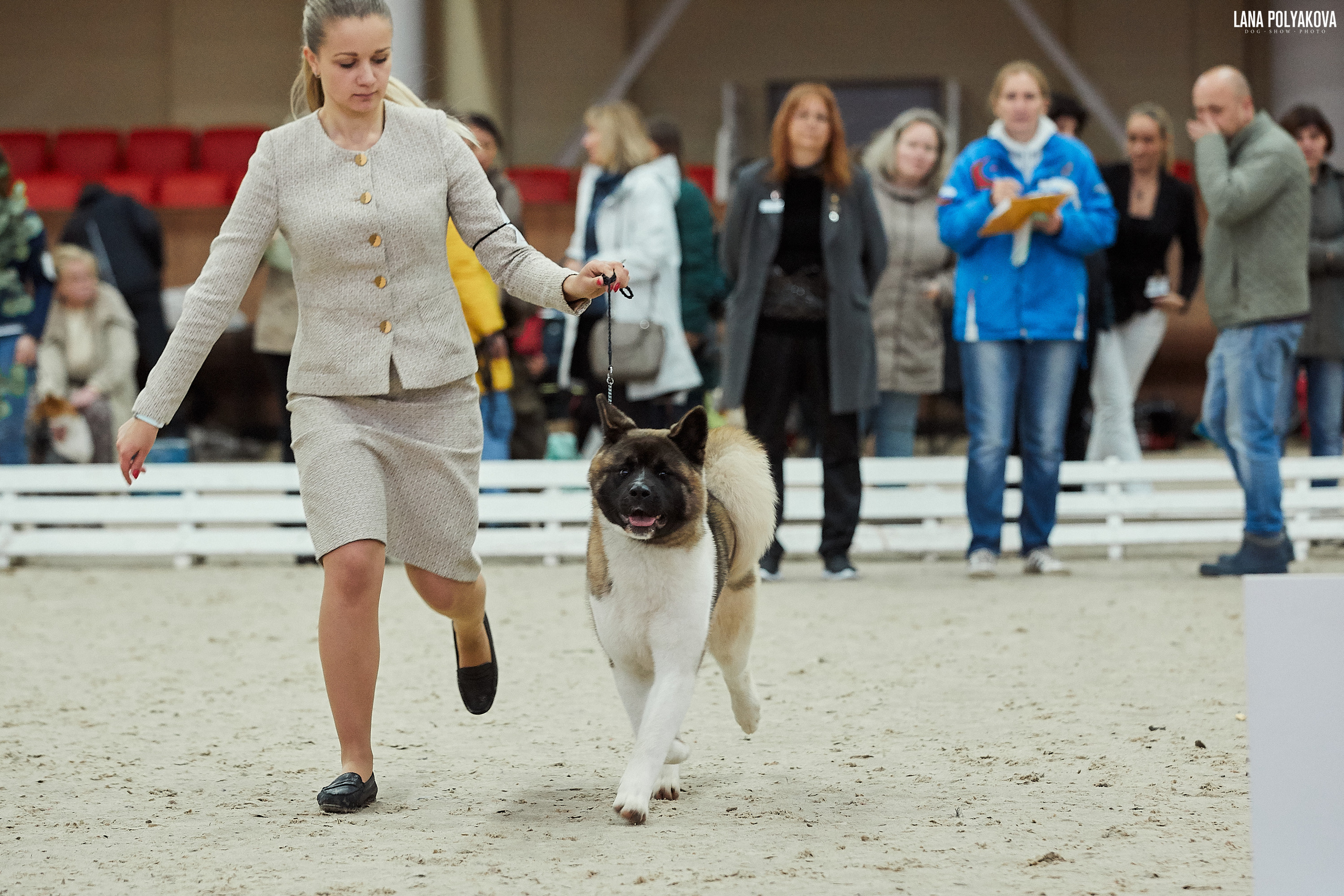 RUBYLIGHT BIYA * Бия американская акита Рубилайт щенки питомник