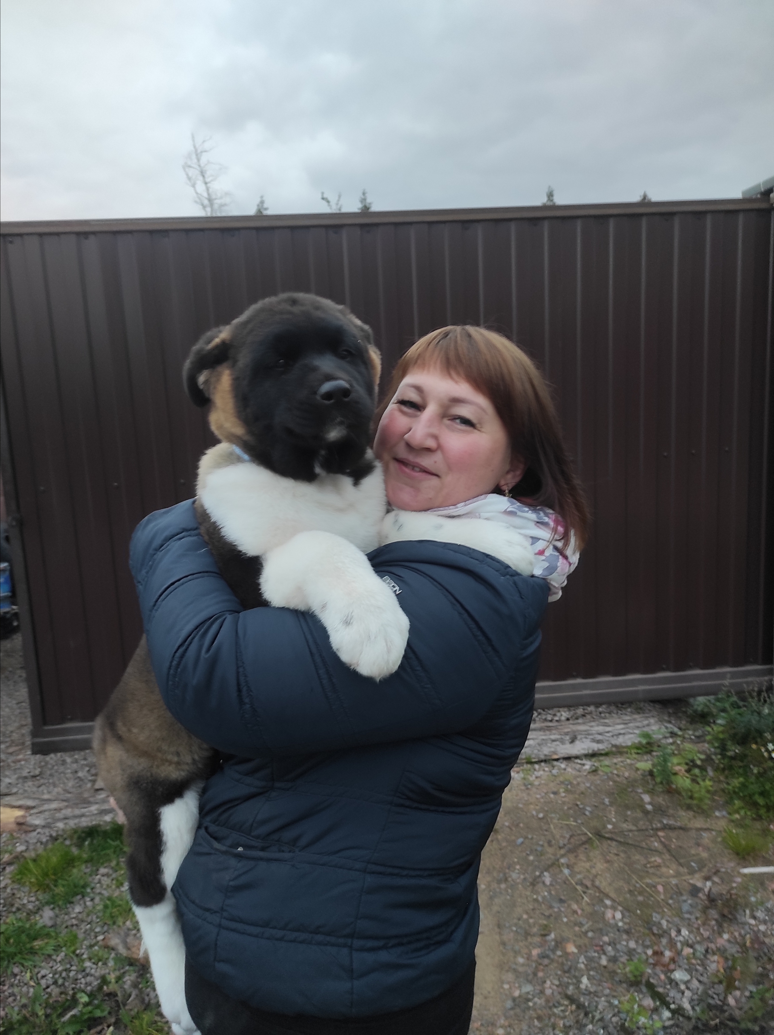 Американская акита питомник RUBYLIGHT. Американская акита I Сиба ину I Питомник RUBYLIGHT