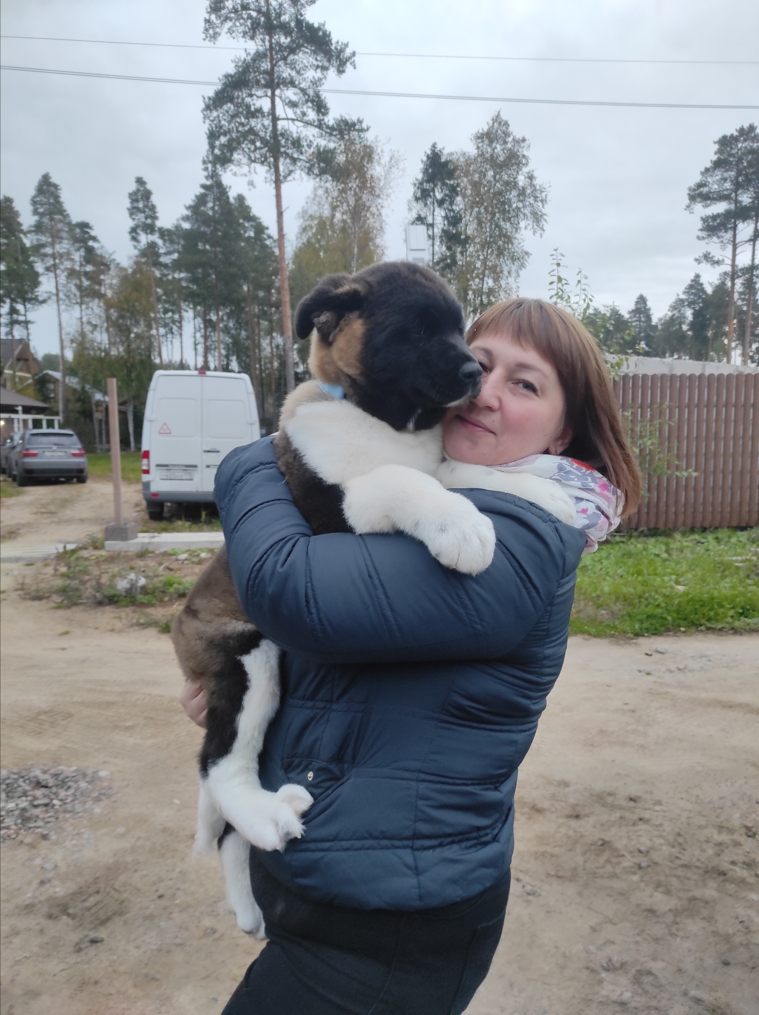 Американская акита питомник RUBYLIGHT. Американская акита I Сиба ину I Питомник RUBYLIGHT