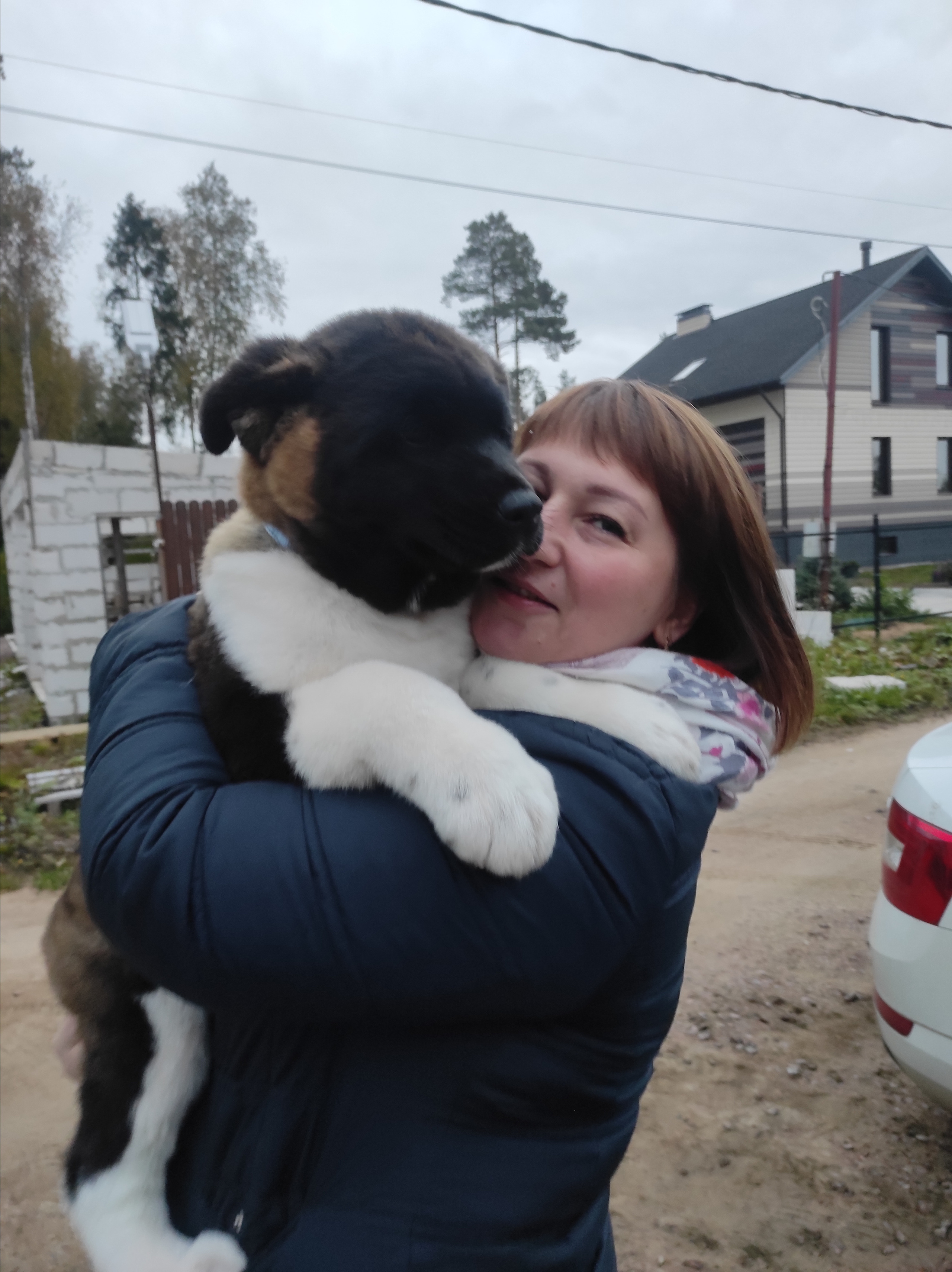 Американская акита питомник RUBYLIGHT. Американская акита I Сиба ину I Питомник RUBYLIGHT