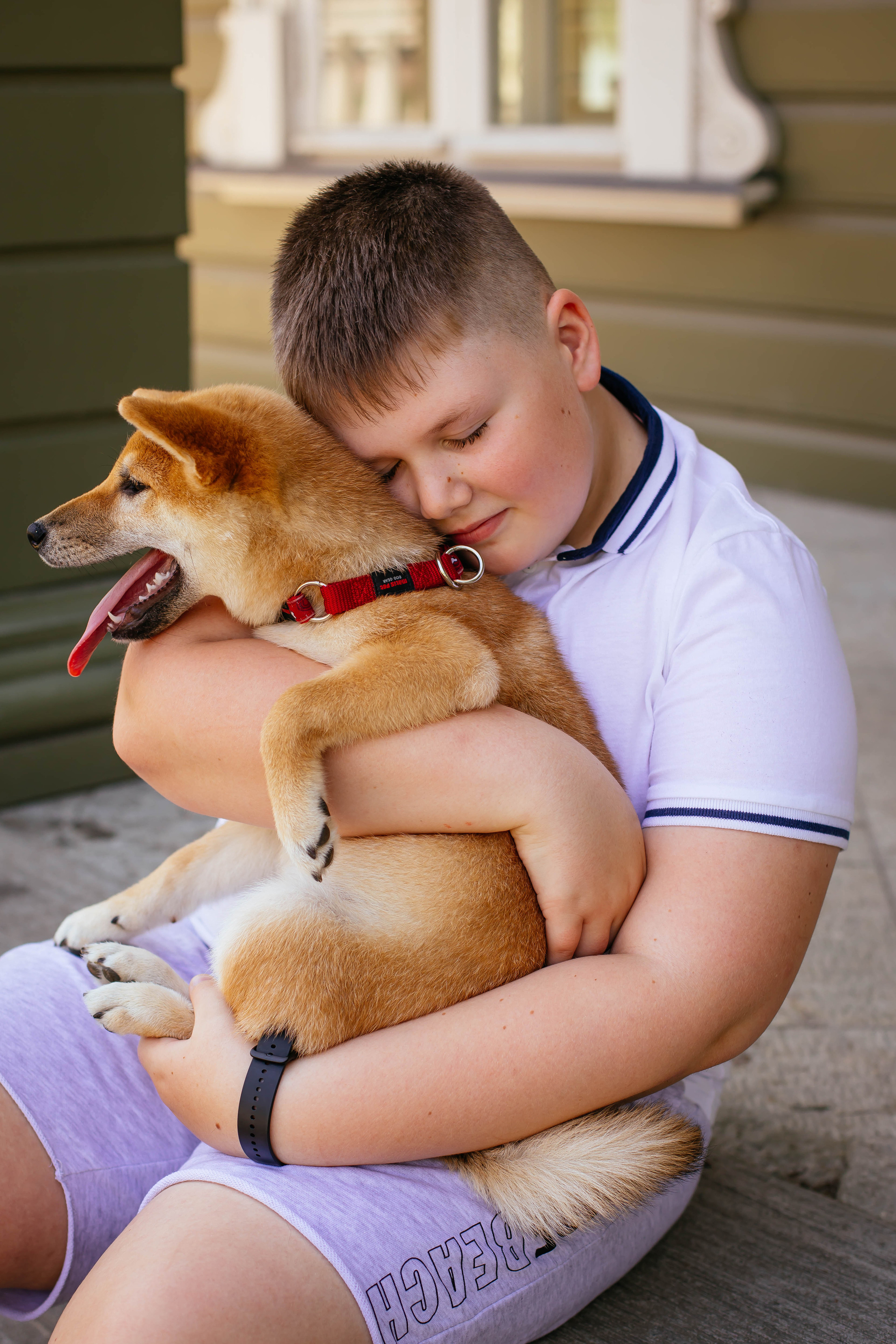 RUBYLIGHT JULY. AMERICAN AKITA RUBYLIGHT KENNEL I SHIBA-INU