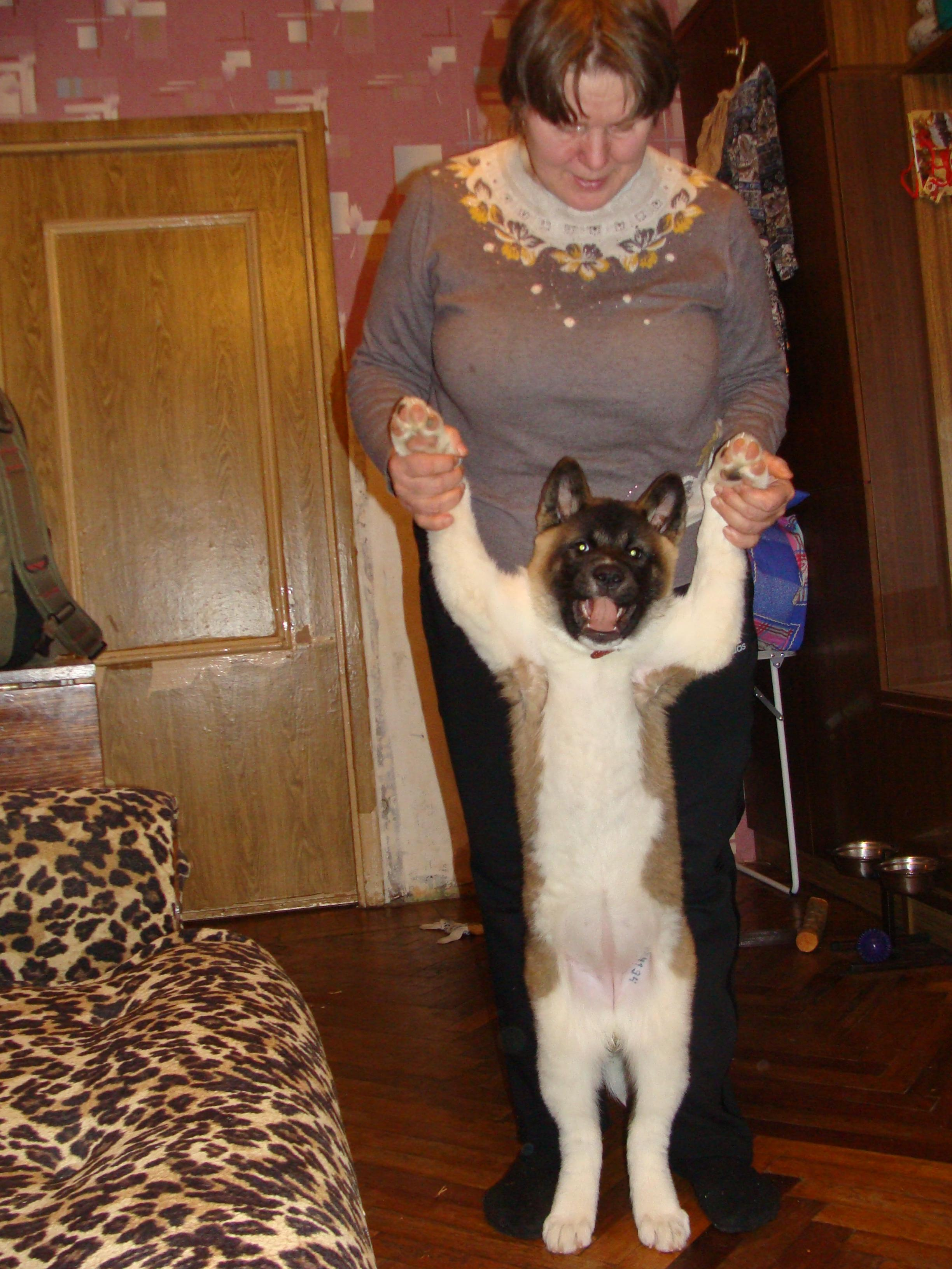 Svargas Domino * Даки. AMERICAN AKITA RUBYLIGHT KENNEL I SHIBA-INU