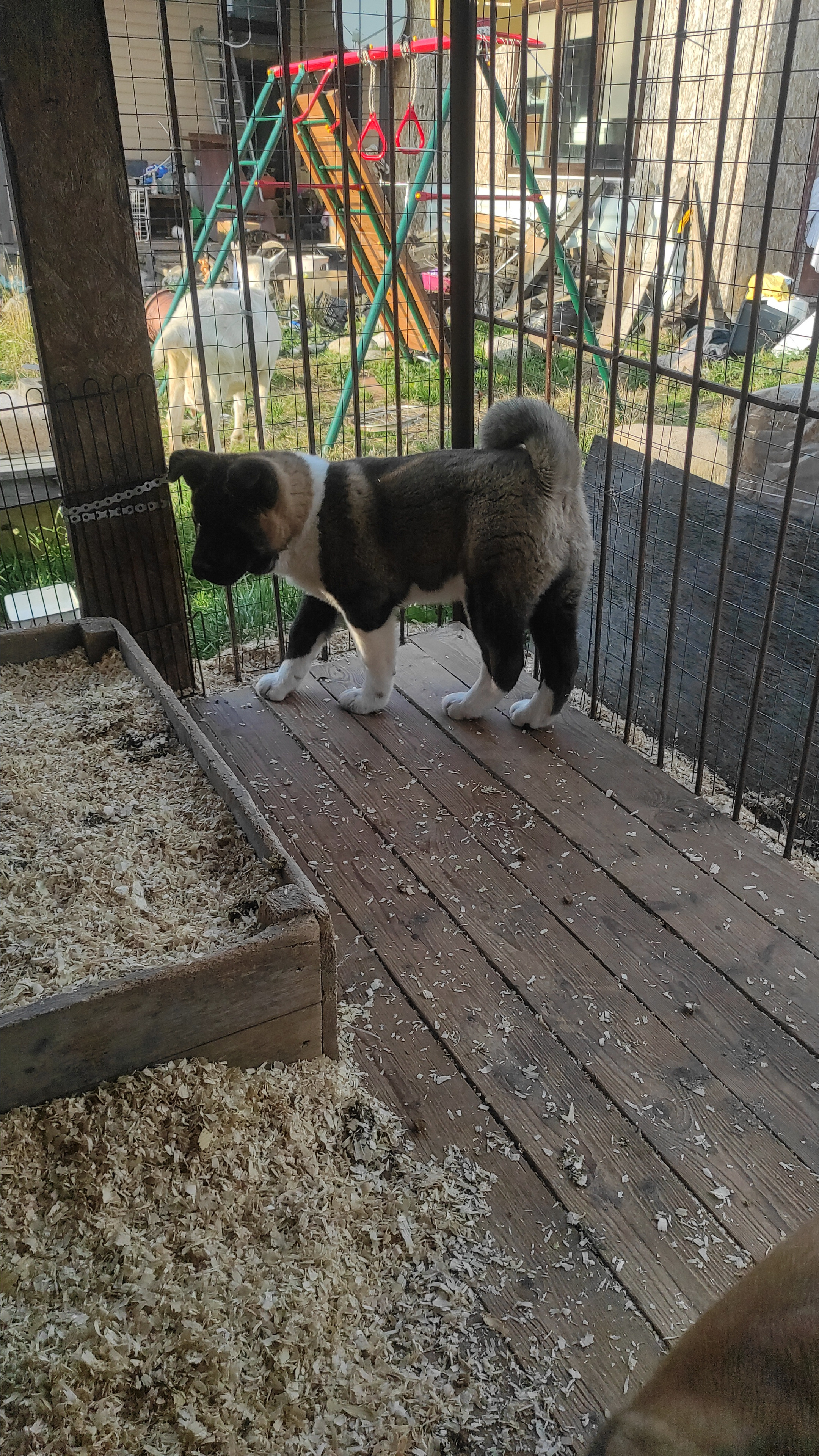 RUBYLIGHT Kiros. AMERICAN AKITA RUBYLIGHT KENNEL I SHIBA-INU