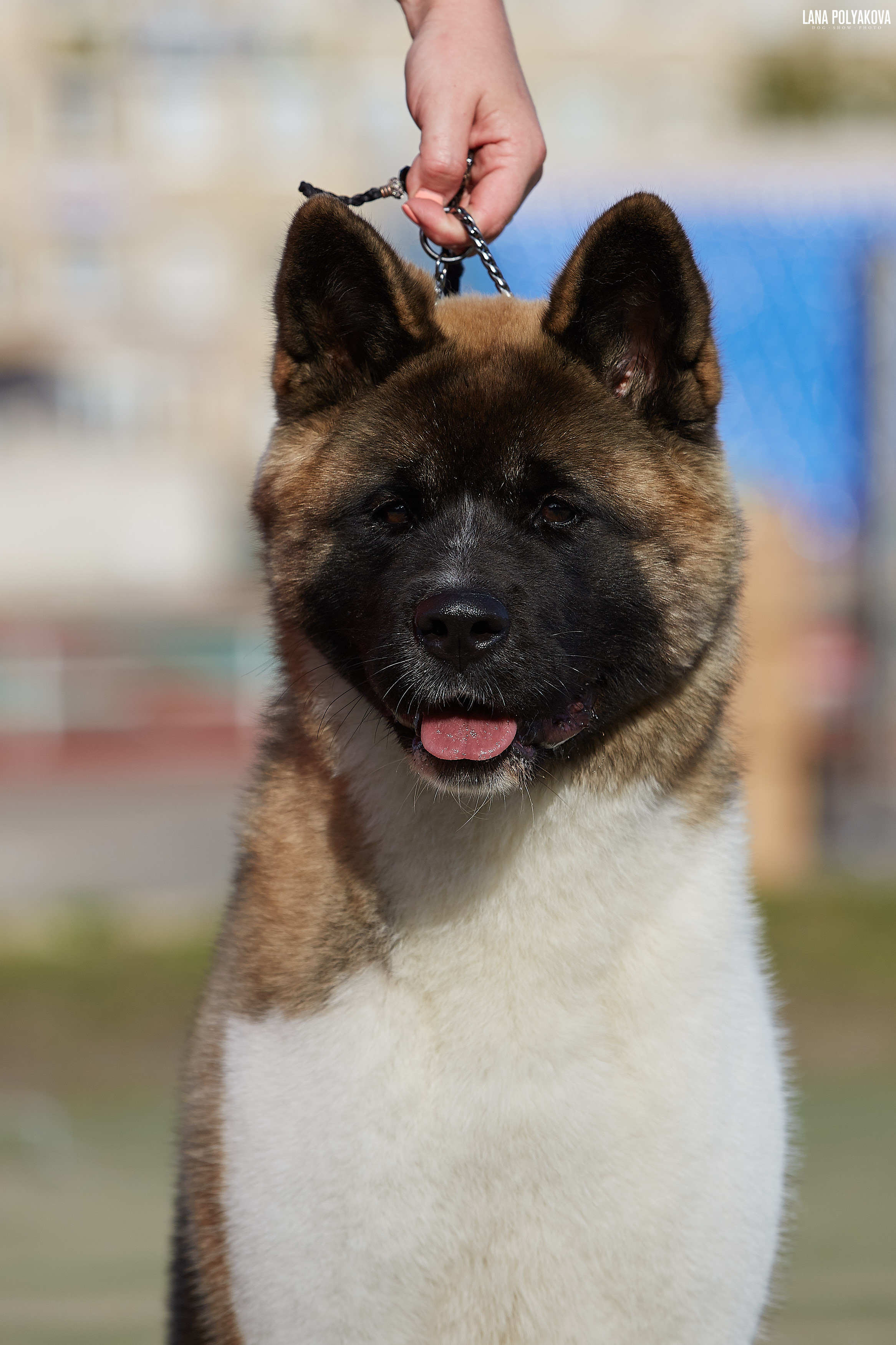 RUBYLIGHT BIYA * Бия американская акита Рубилайт щенки питомник