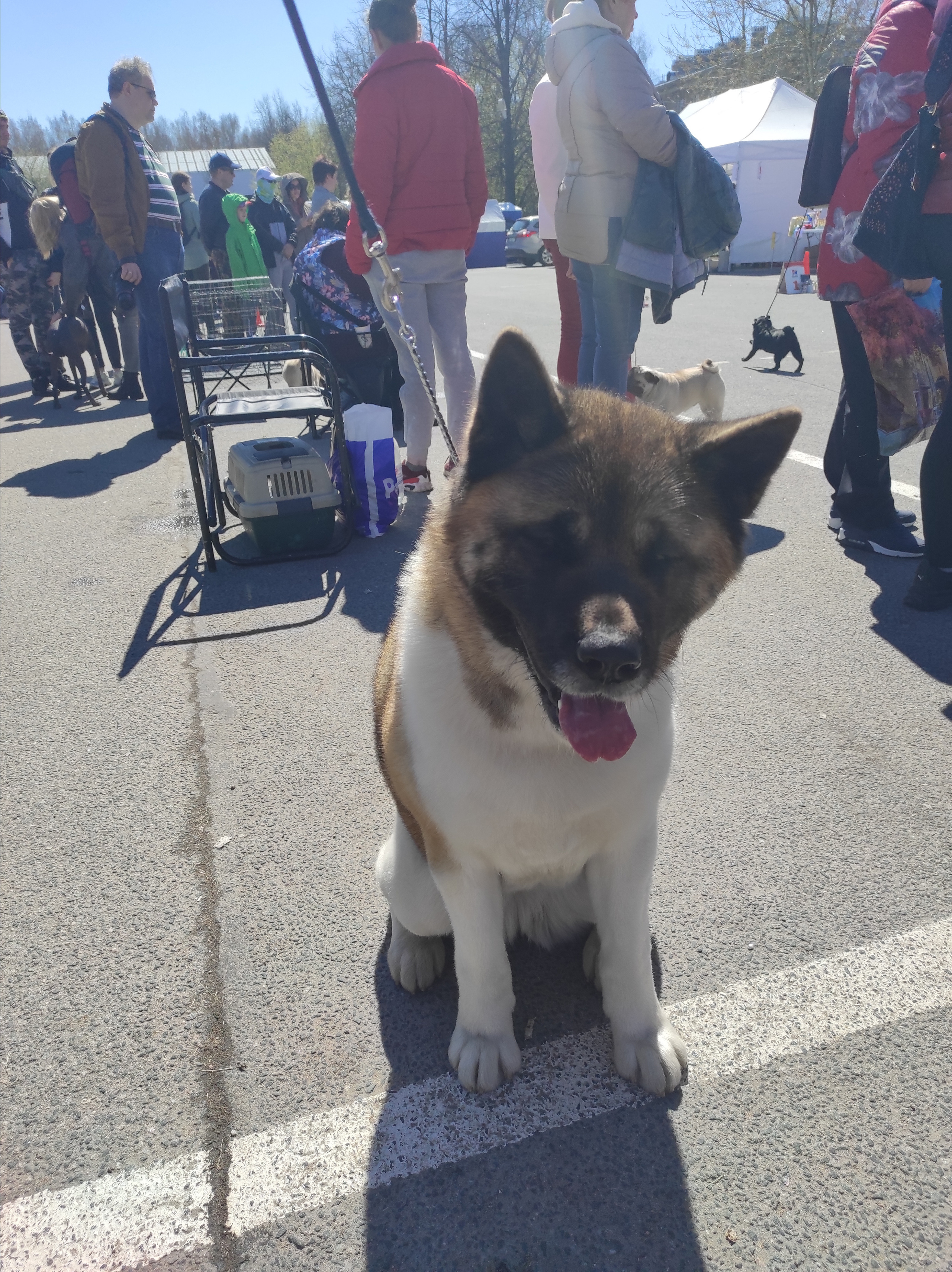 Американская акита питомник RUBYLIGHT. Американская акита I Сиба ину I Питомник RUBYLIGHT