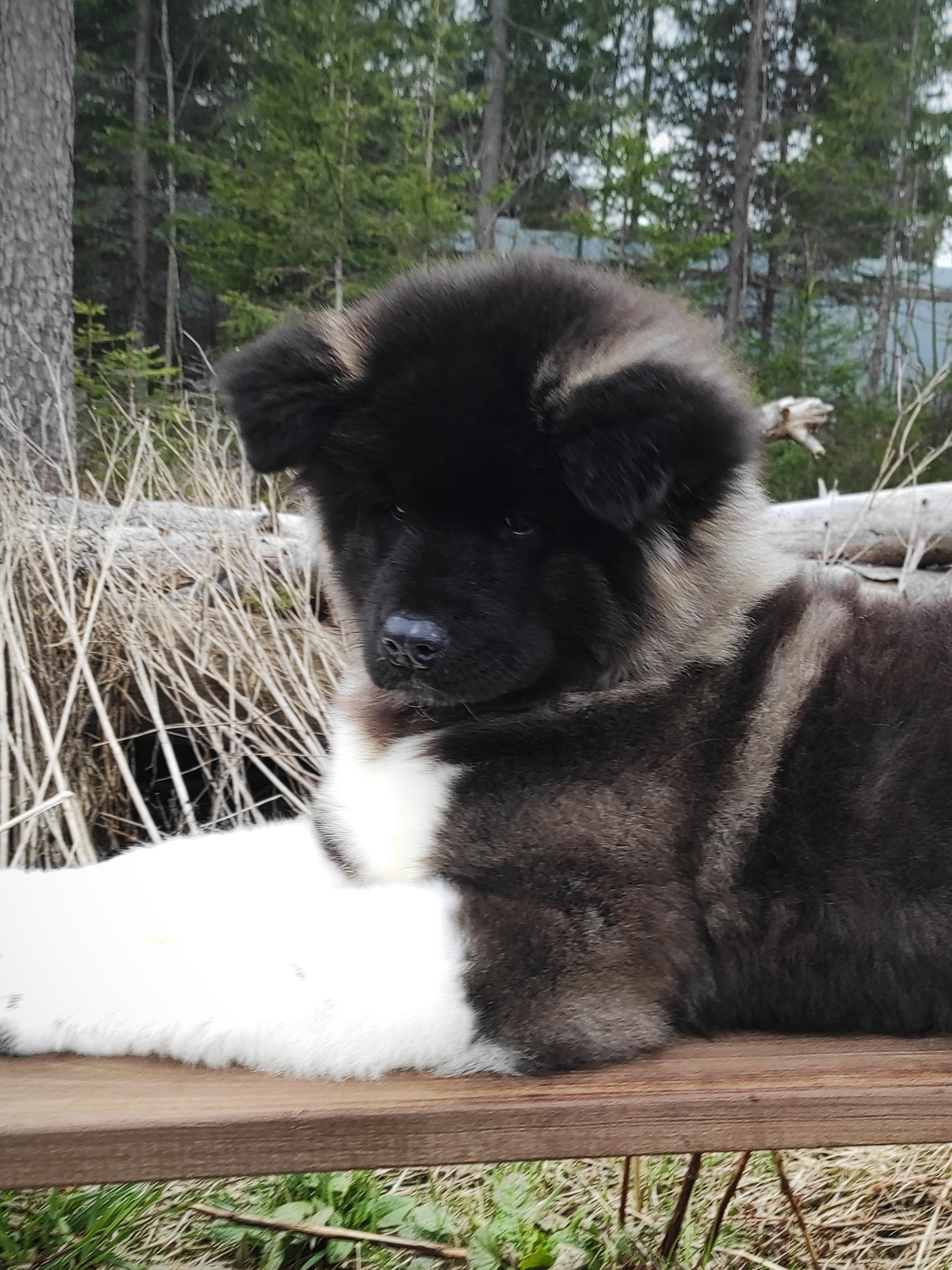 RUBYLIGHT HANNA * Ханна. AMERICAN AKITA RUBYLIGHT KENNEL I SHIBA-INU