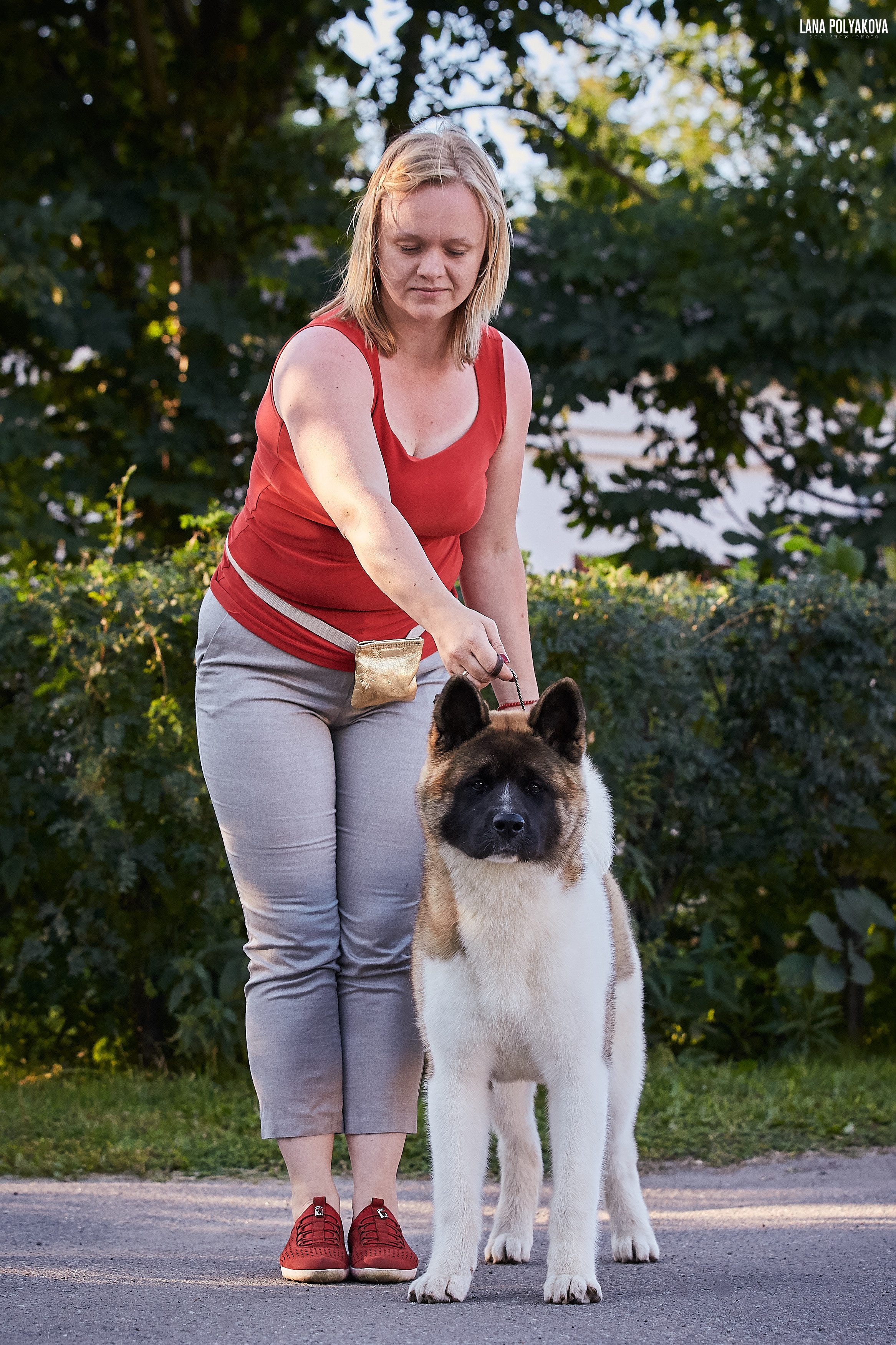 RUBYLIGHT BIYA * Бия американская акита Рубилайт щенки питомник