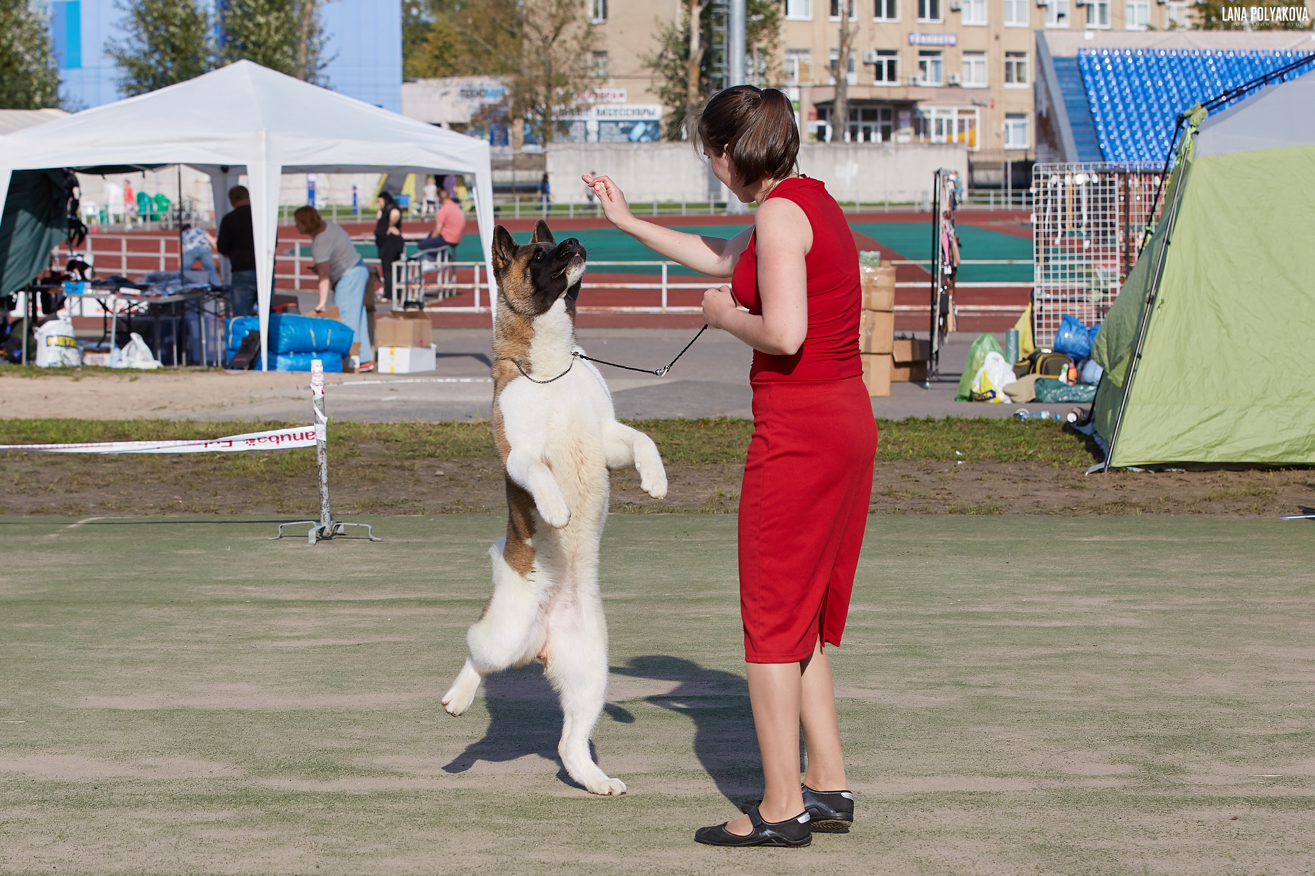 RUBYLIGHT BIYA * Бия американская акита Рубилайт щенки питомник