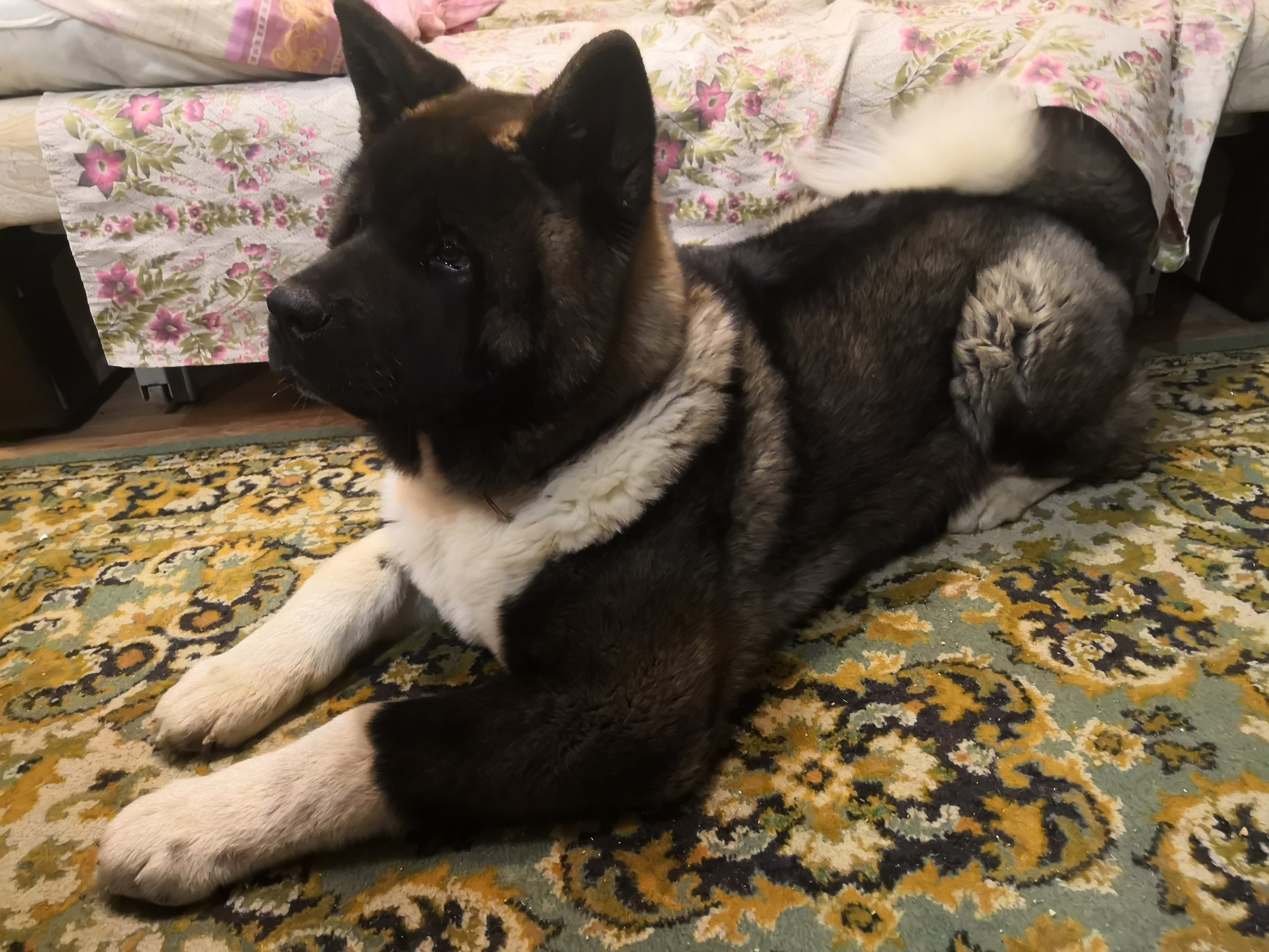 МЭР * Alter Real Merkurу  американская акита рубилайт rubylight акита вязка щенки