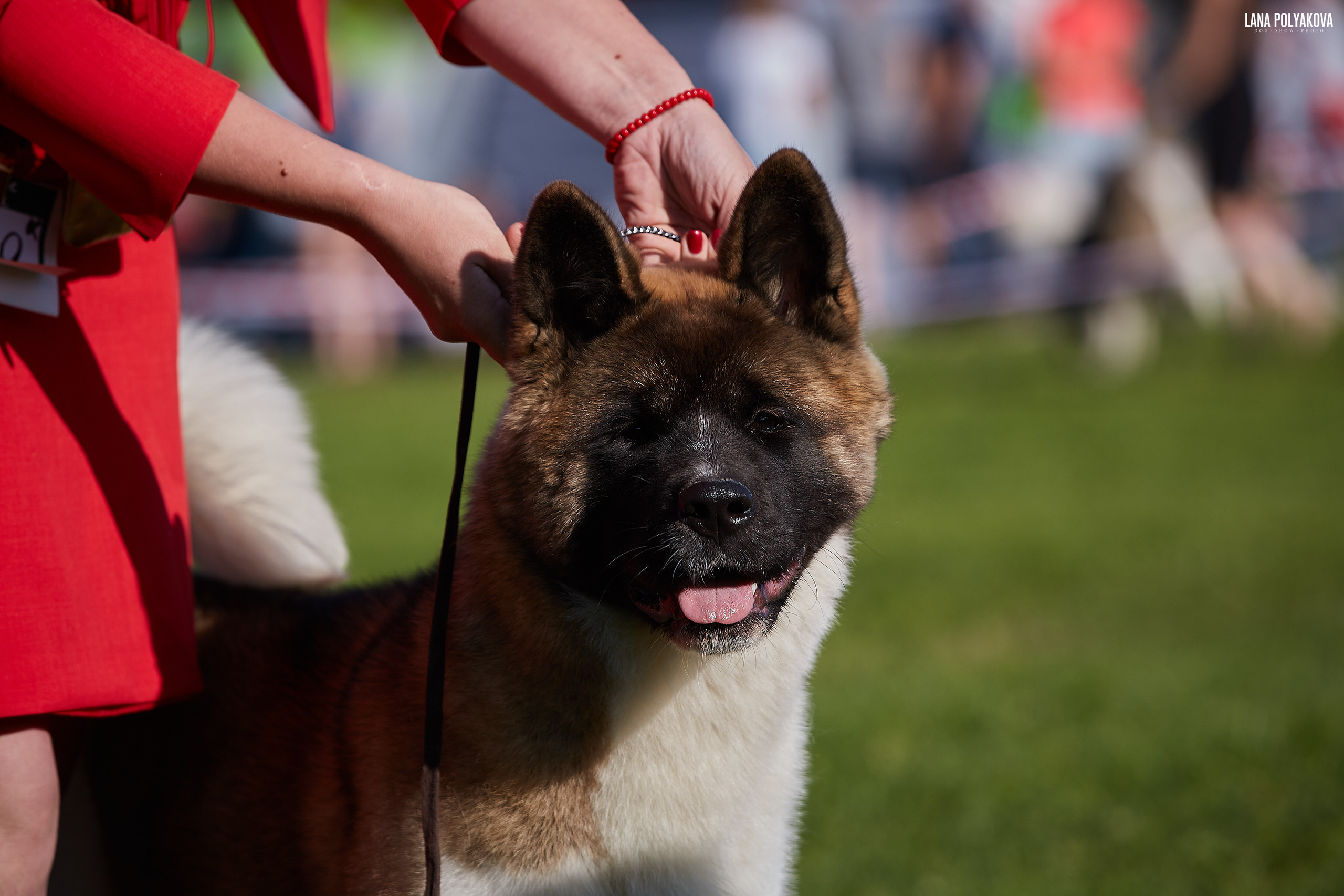 RUBYLIGHT BIYA * Бия американская акита Рубилайт щенки питомник