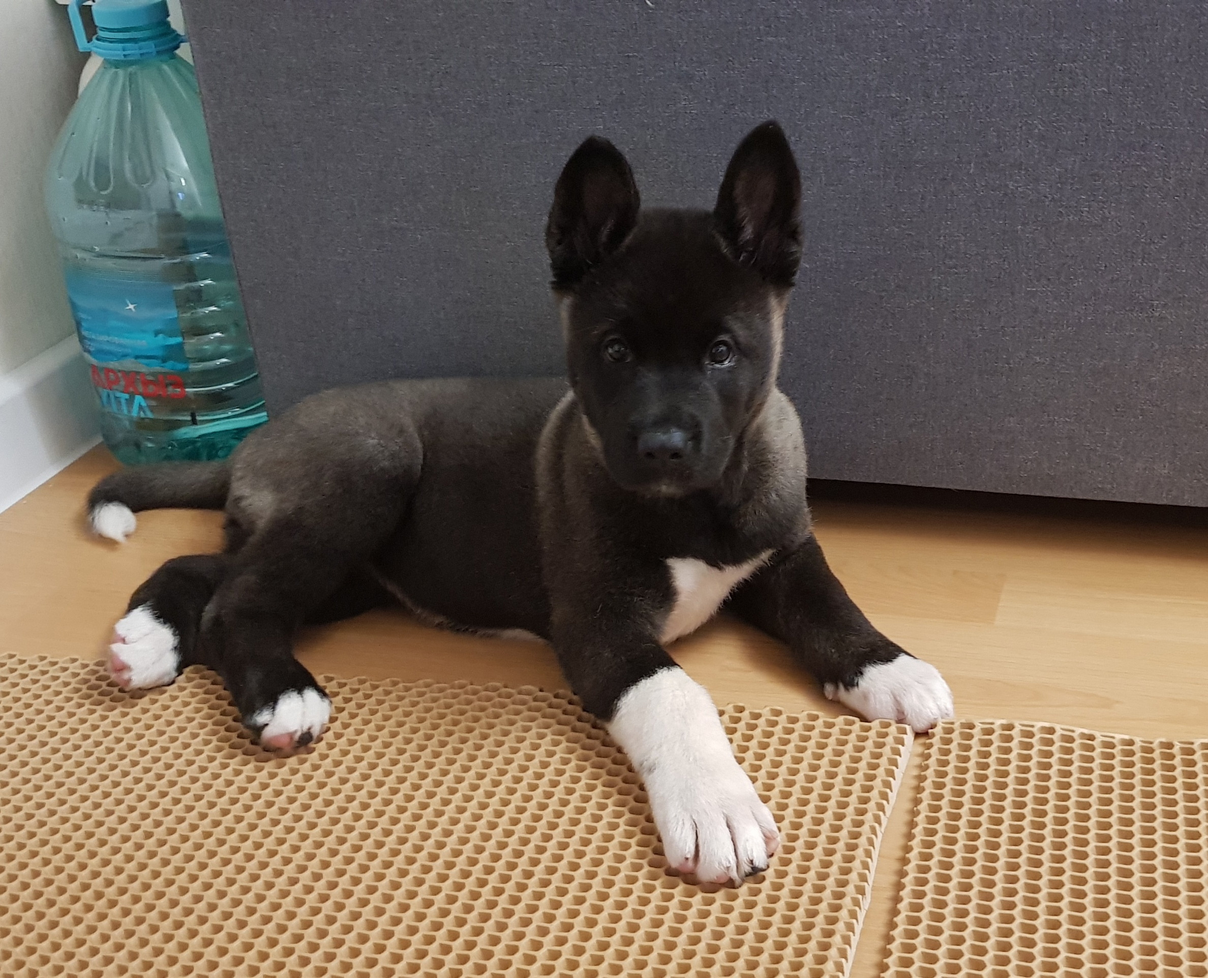 Американская акита питомник RUBYLIGHT. Американская акита I Сиба ину I Питомник RUBYLIGHT