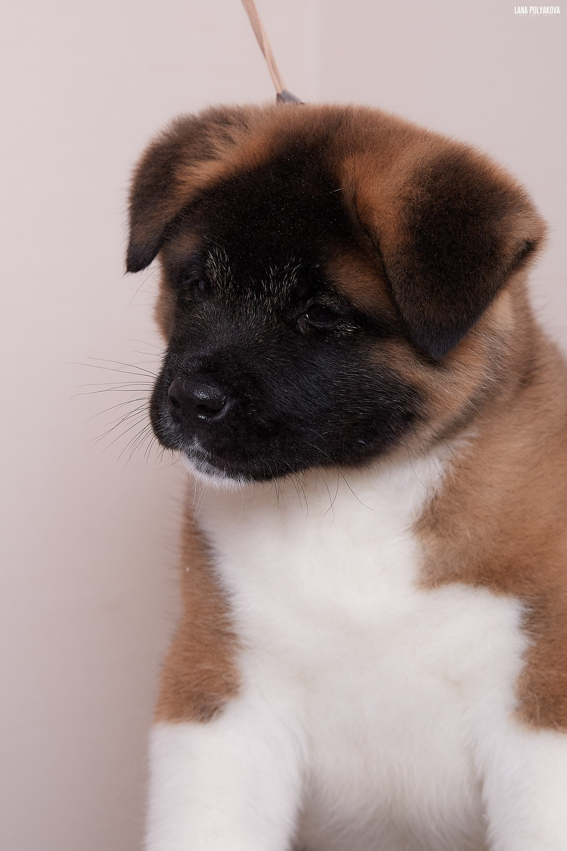 RUBYLIGHT BOREALIS * Боря. AMERICAN AKITA RUBYLIGHT KENNEL I SHIBA-INU