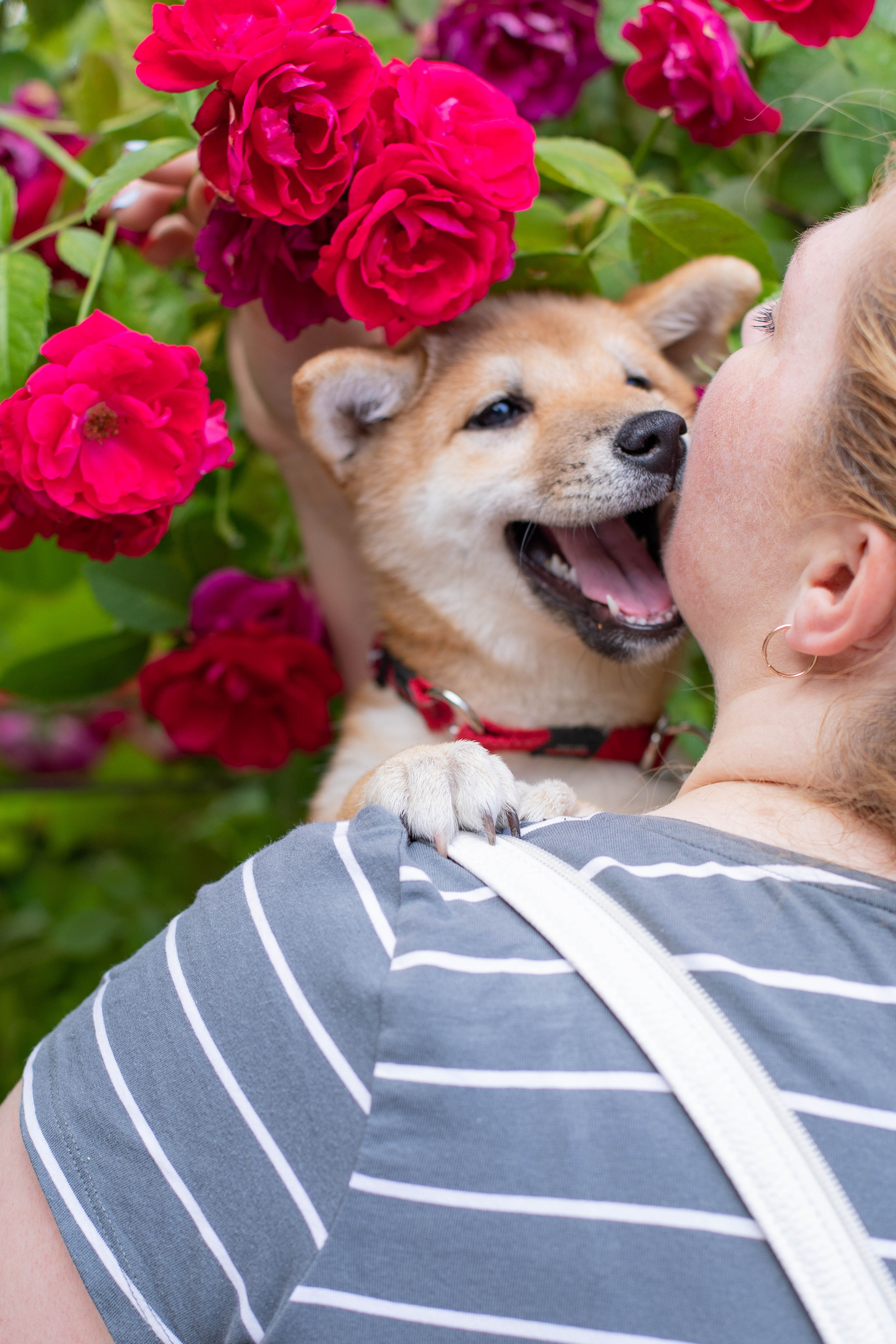 RUBYLIGHT JULY. AMERICAN AKITA RUBYLIGHT KENNEL I SHIBA-INU