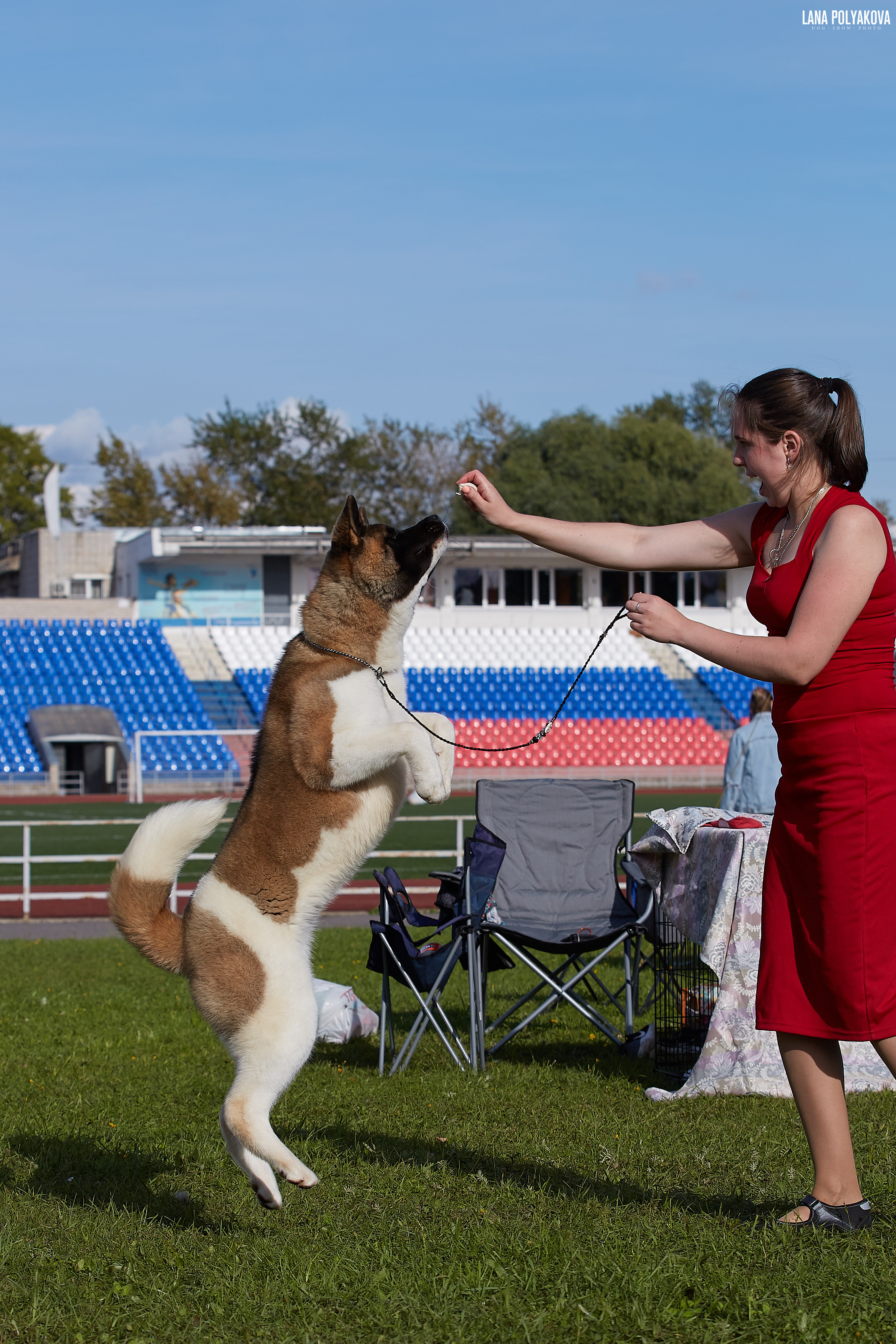 RUBYLIGHT BIYA * Бия американская акита Рубилайт щенки питомник