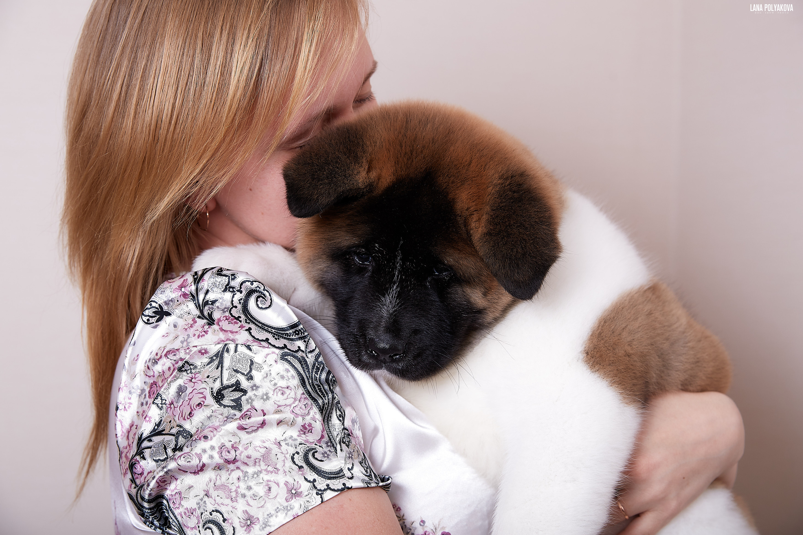 Американская акита питомник RUBYLIGHT. Американская акита I Сиба ину I Питомник RUBYLIGHT