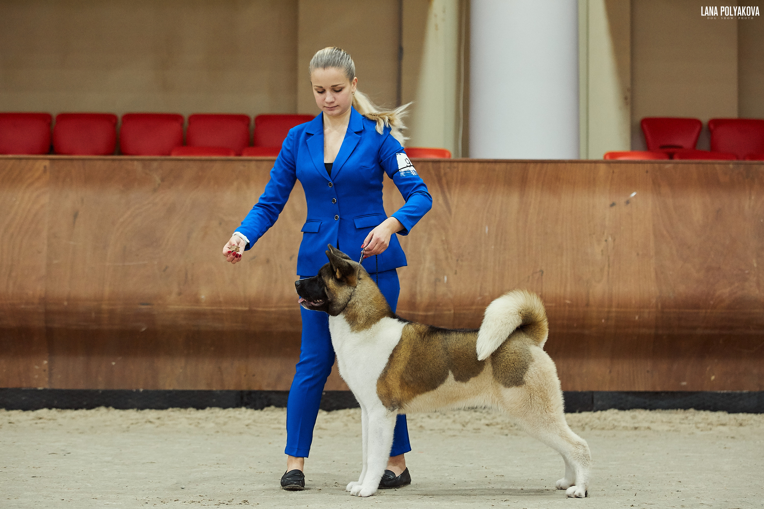 RUBYLIGHT BIYA * Бия американская акита Рубилайт щенки питомник