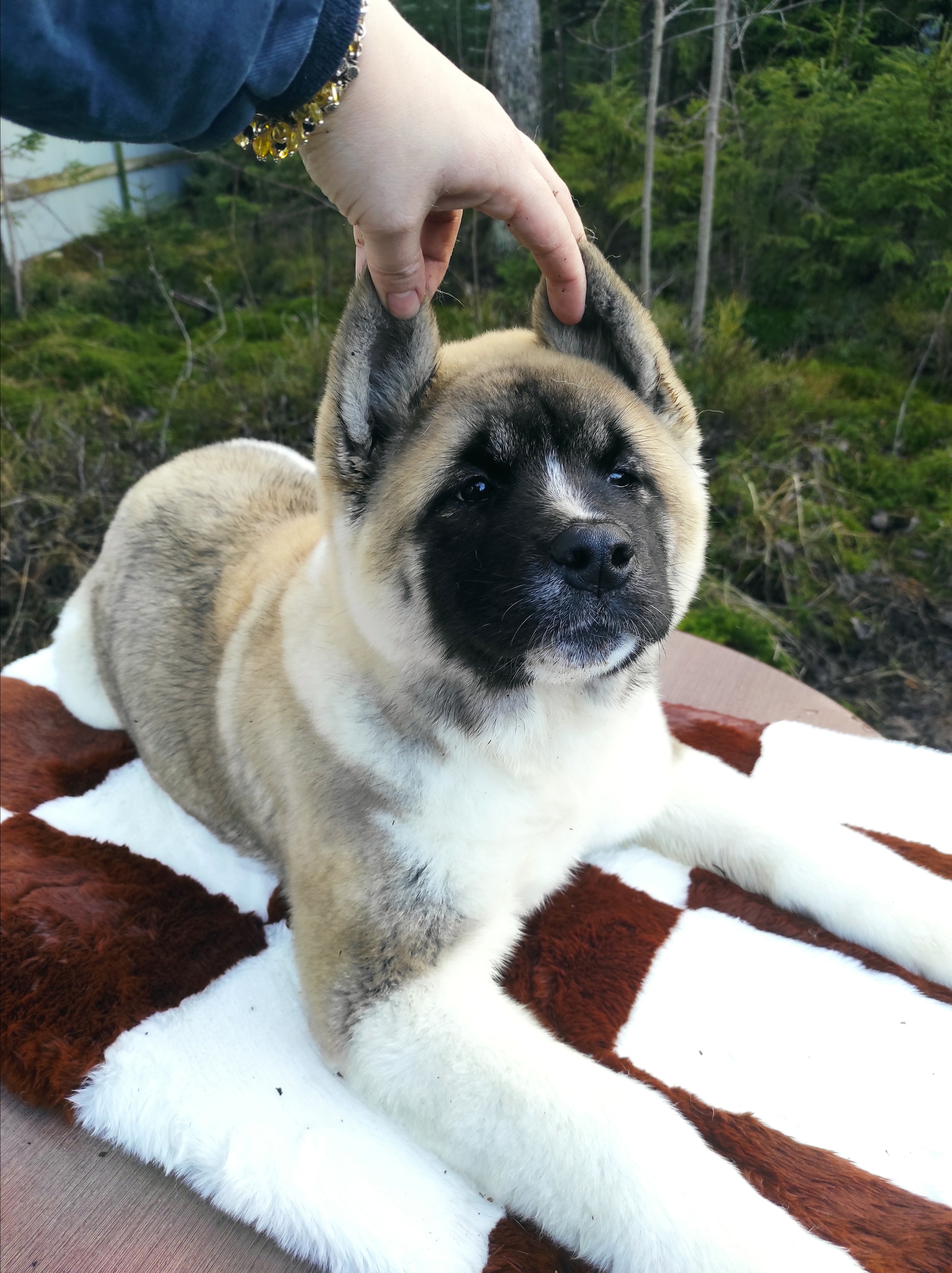 RUBYLIGHT HEL'. AMERICAN AKITA RUBYLIGHT KENNEL I SHIBA-INU