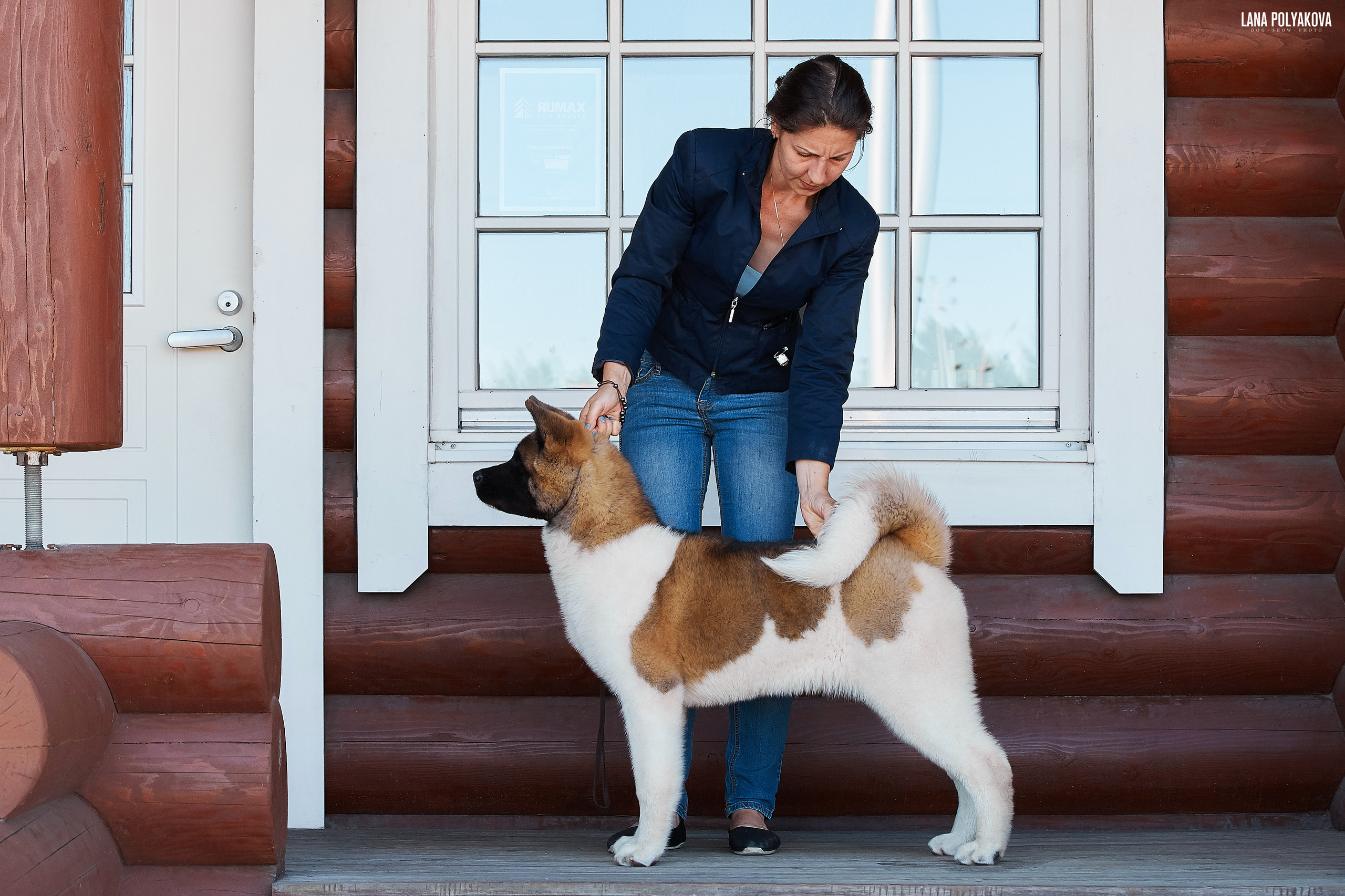 RUBYLIGHT BIYA * Бия американская акита Рубилайт щенки питомник