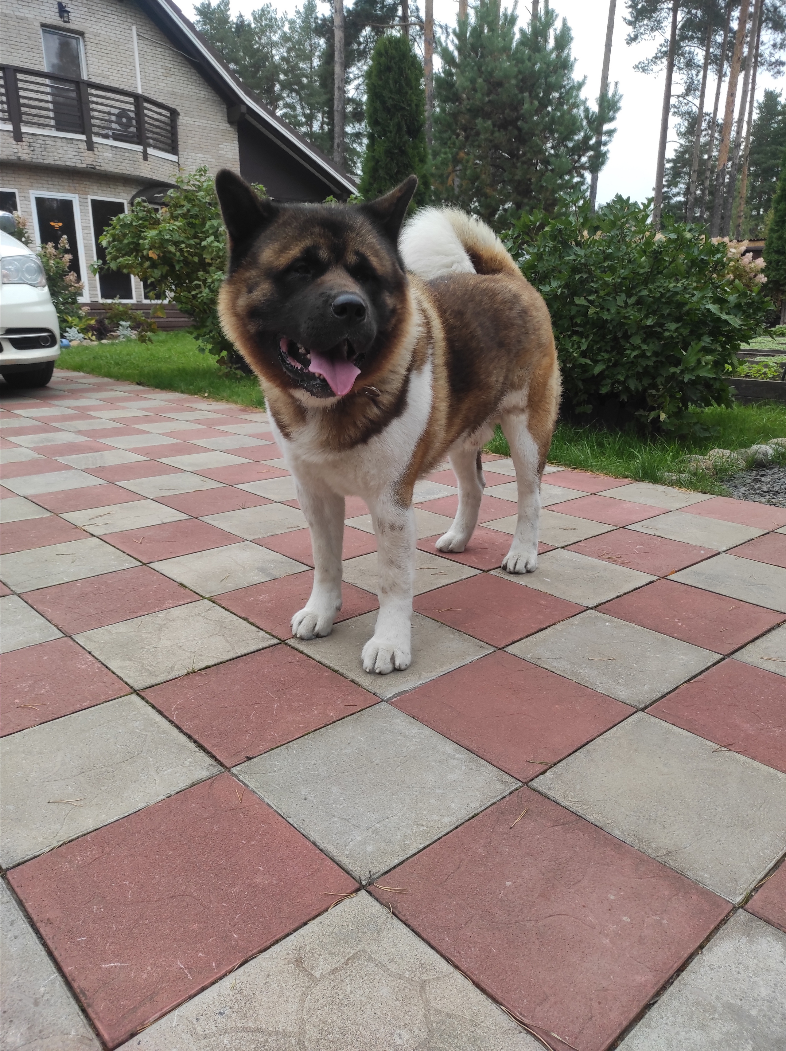 АМЕРИКАНСКАЯ АКИТА. Американская акита I Сиба ину I Питомник RUBYLIGHT