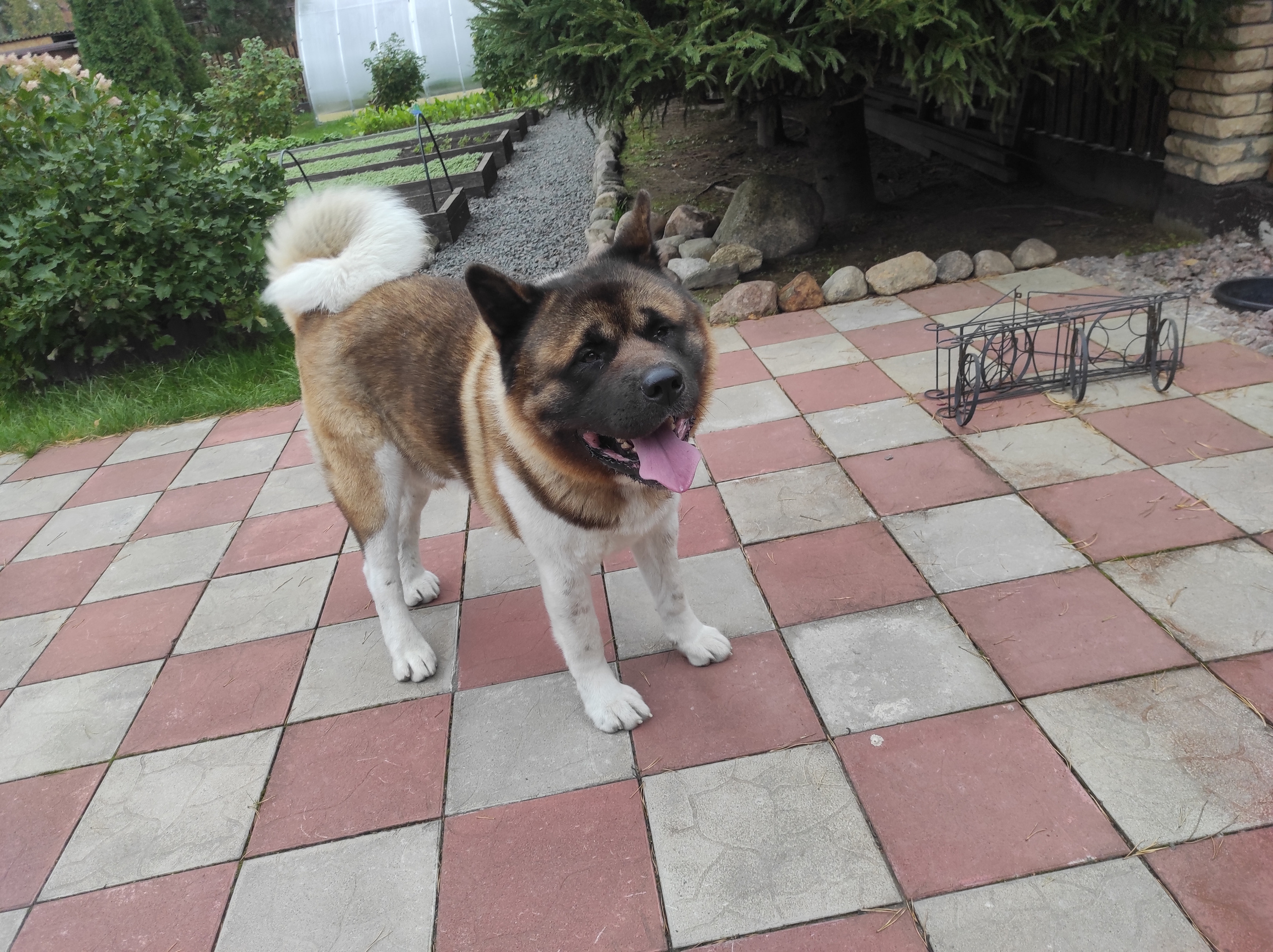 АМЕРИКАНСКАЯ АКИТА. Американская акита I Сиба ину I Питомник RUBYLIGHT