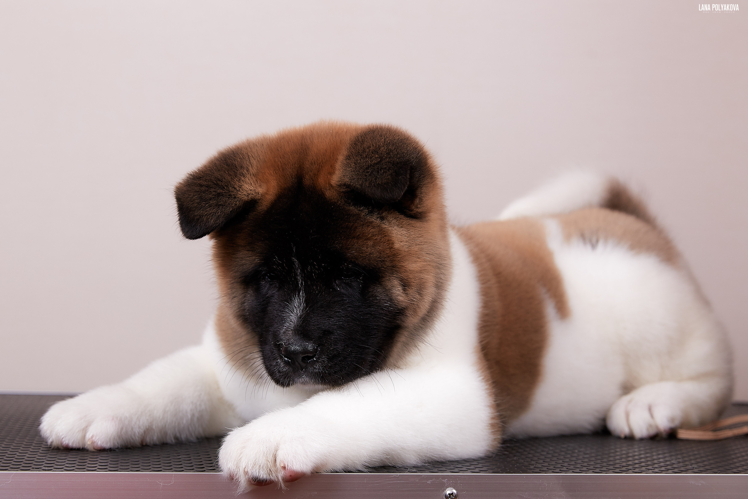 Американская акита питомник RUBYLIGHT. Американская акита I Сиба ину I Питомник RUBYLIGHT