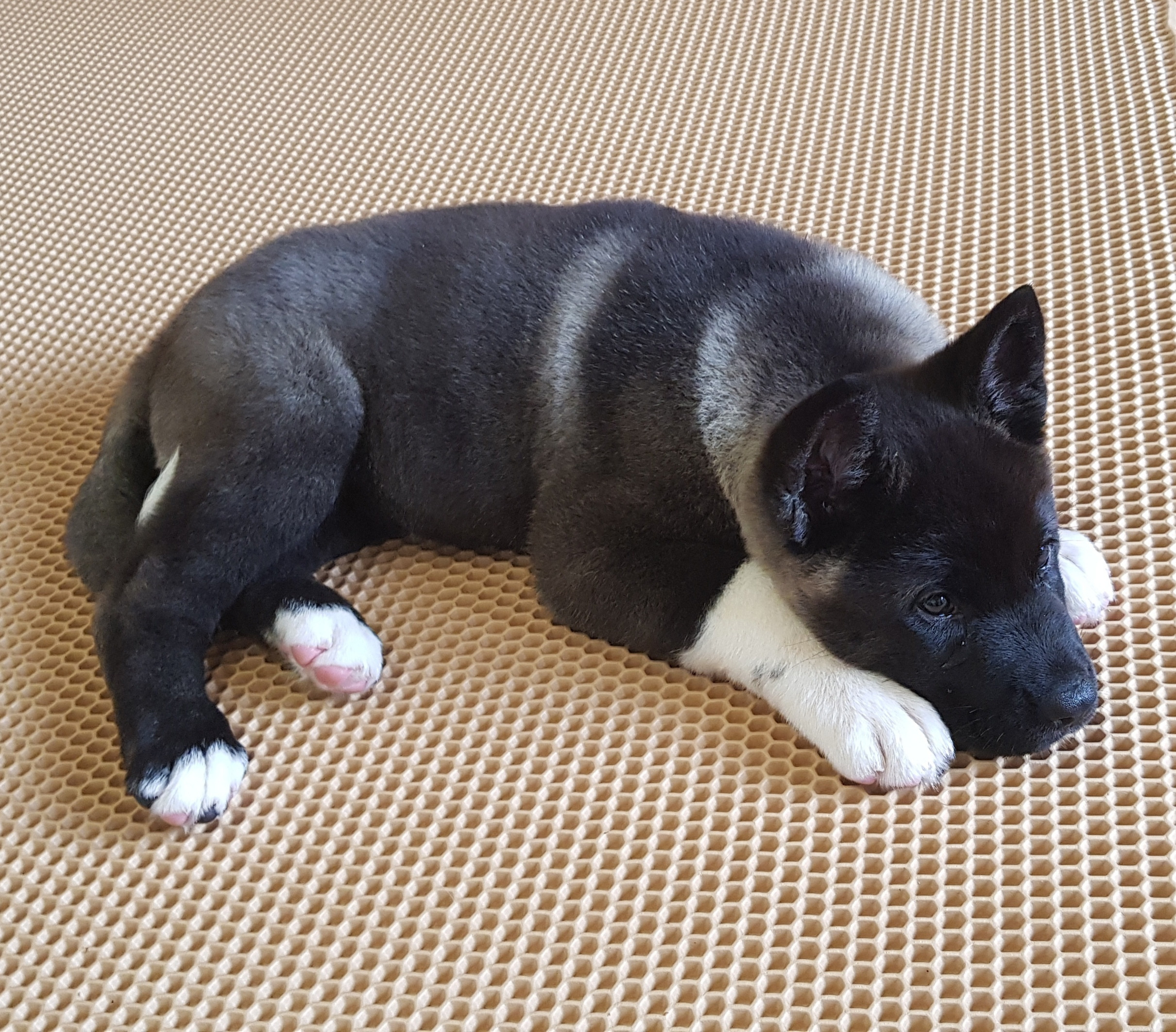 Американская акита питомник RUBYLIGHT. Американская акита I Сиба ину I Питомник RUBYLIGHT