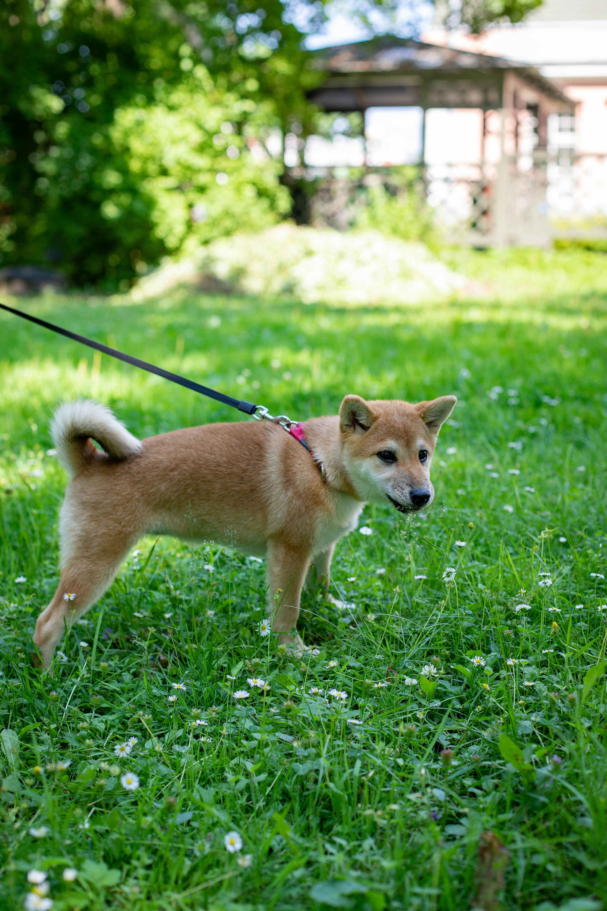 RUBYLIGHT JULY. AMERICAN AKITA RUBYLIGHT KENNEL I SHIBA-INU