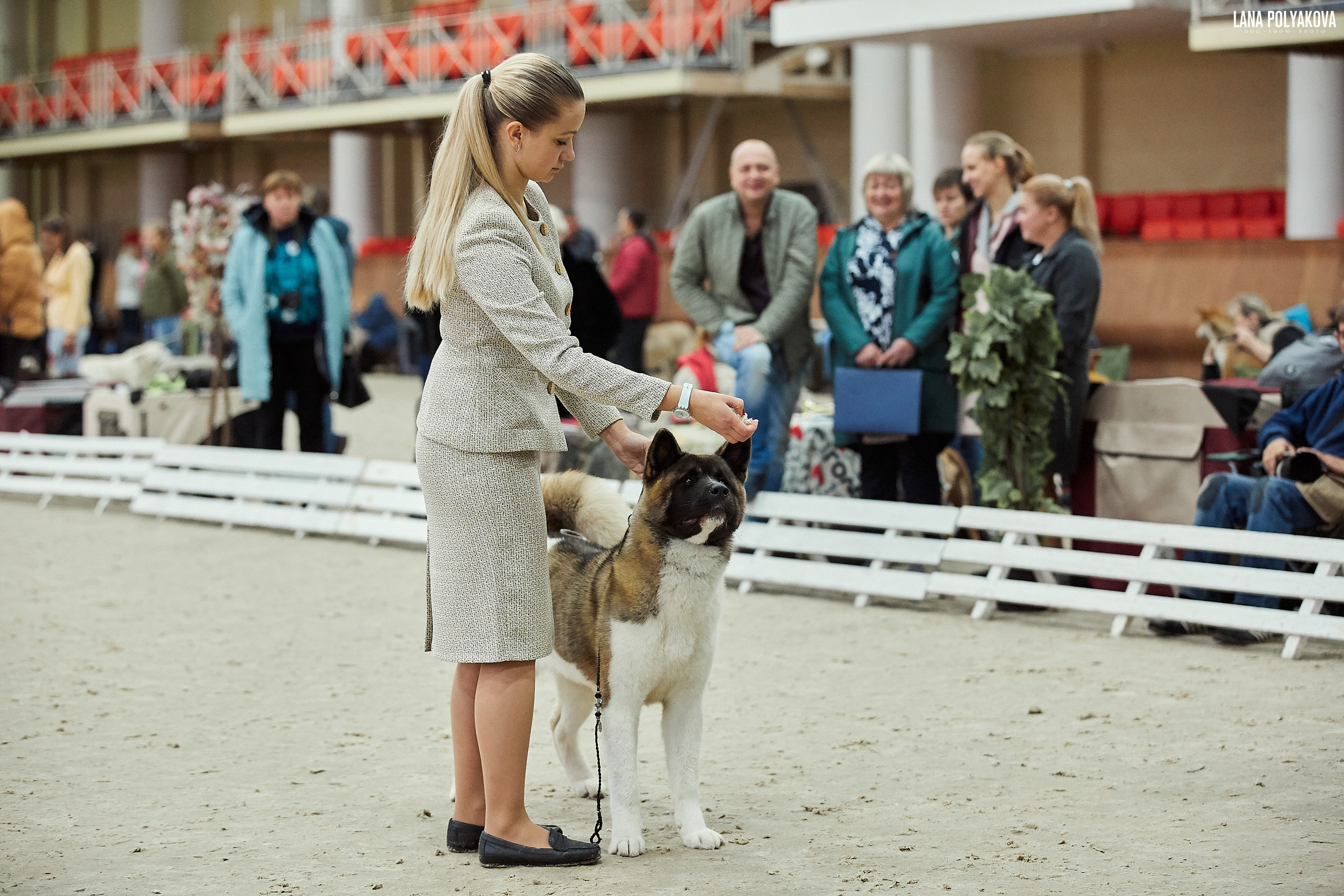 RUBYLIGHT BIYA * Бия американская акита Рубилайт щенки питомник