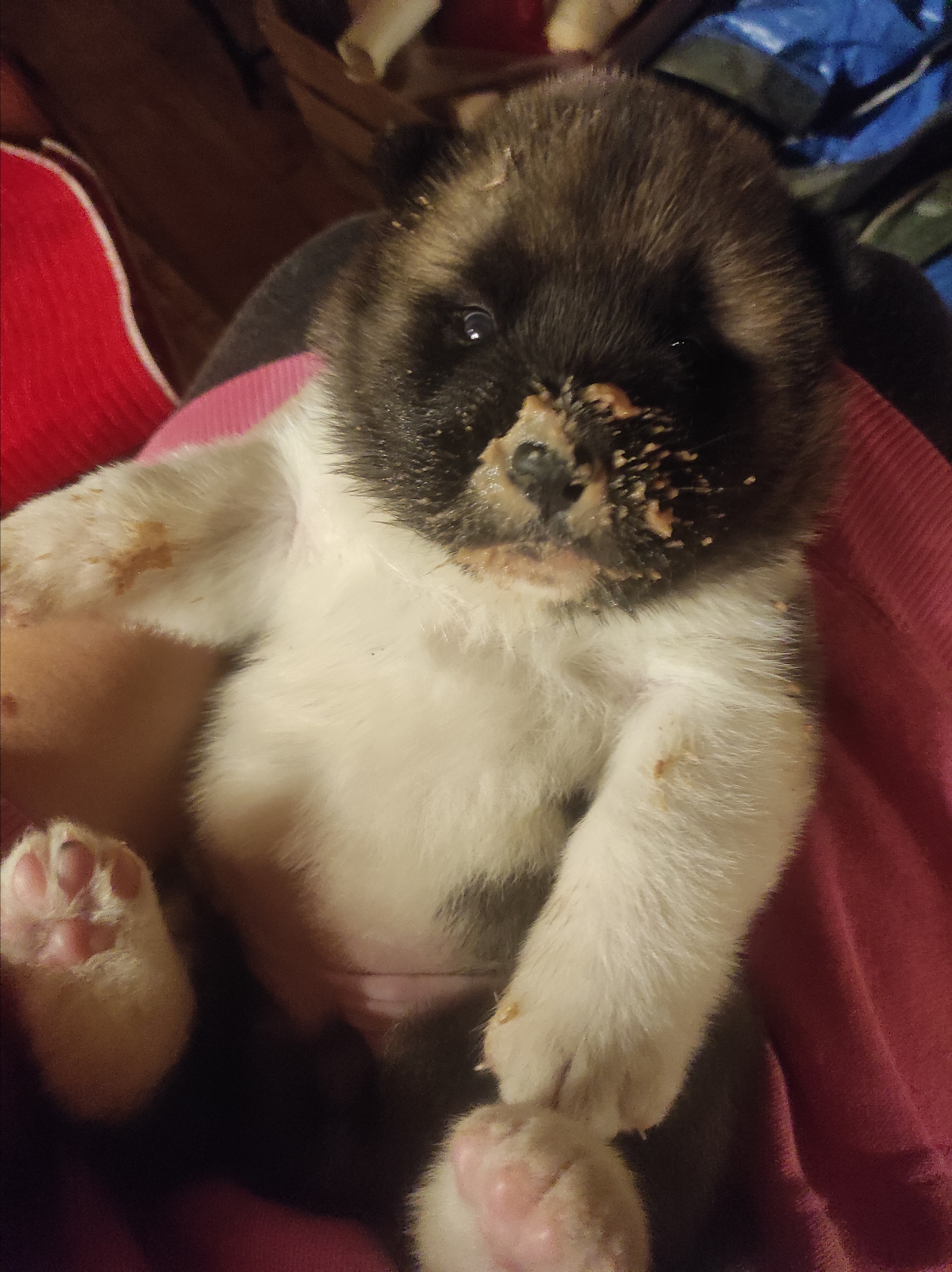 RUBYLIGHT MOLNIYA, Дата рождения 03.10.2021Мама DANCING QUEEN Папа NATIVEBEAR LEGION MAN , щенки Американская Акита RUBYLIGHT питомник Санкт-Петербург