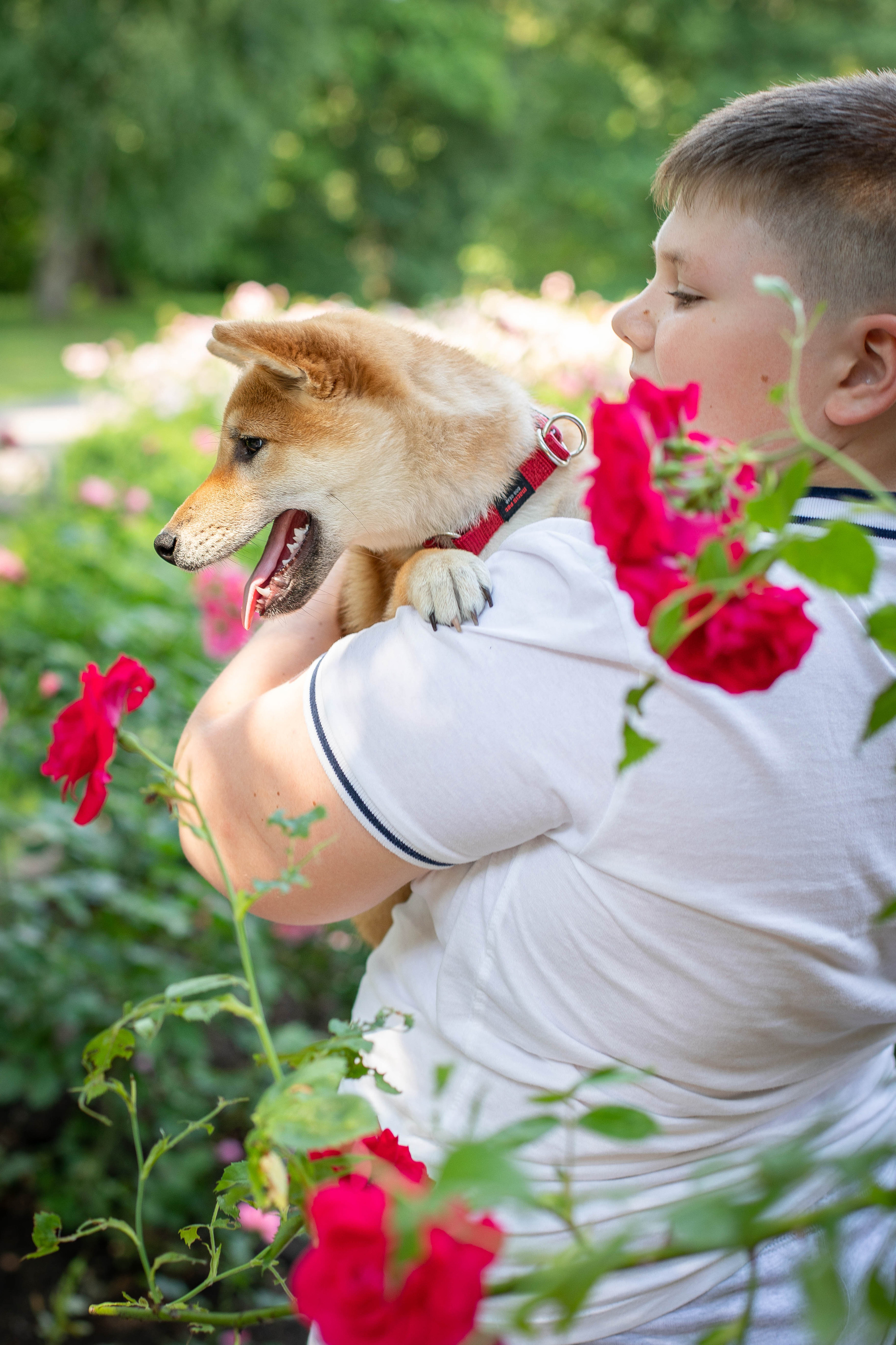 RUBYLIGHT JULY. AMERICAN AKITA RUBYLIGHT KENNEL I SHIBA-INU