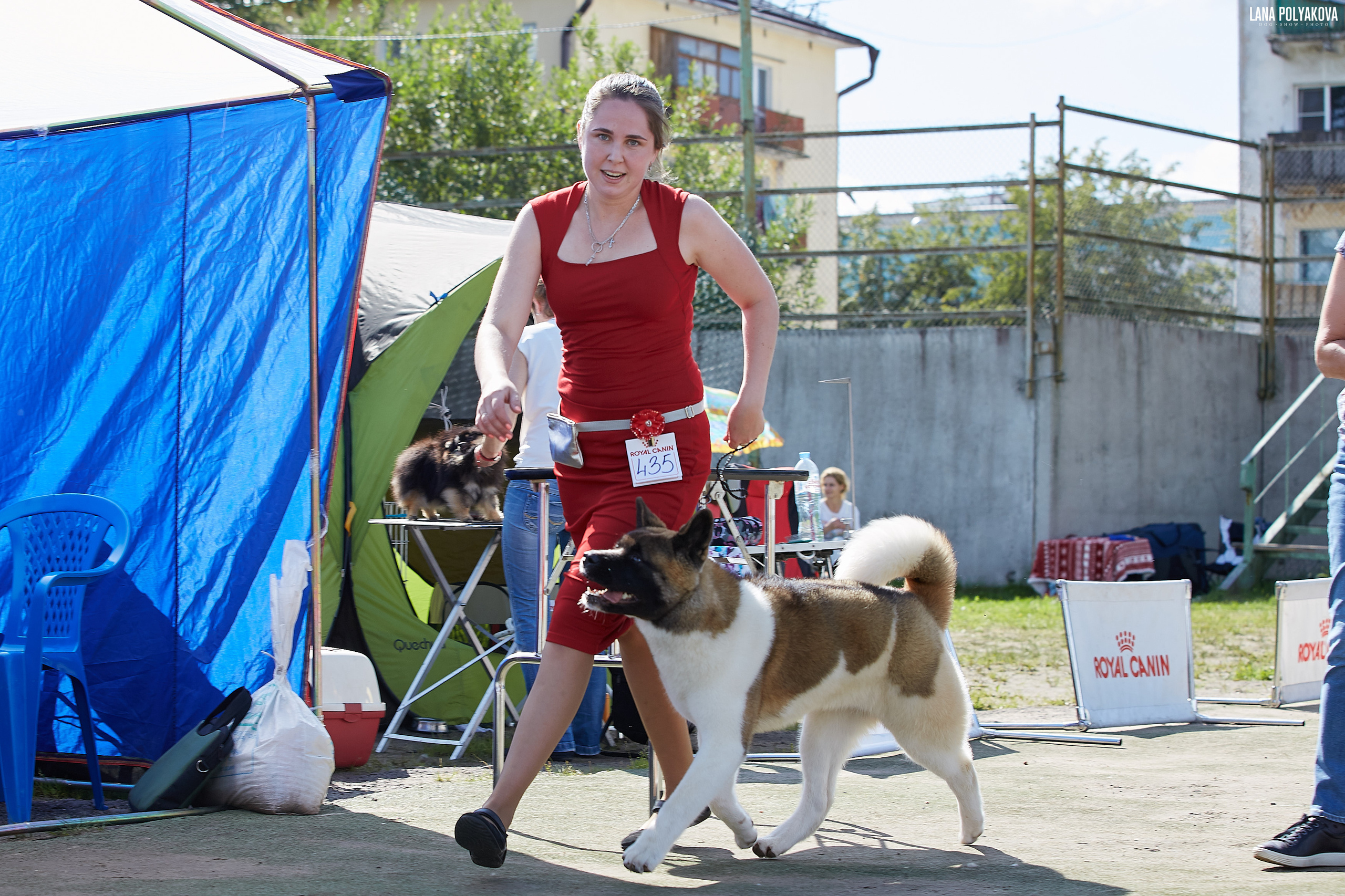 RUBYLIGHT BIYA * Бия американская акита Рубилайт щенки питомник