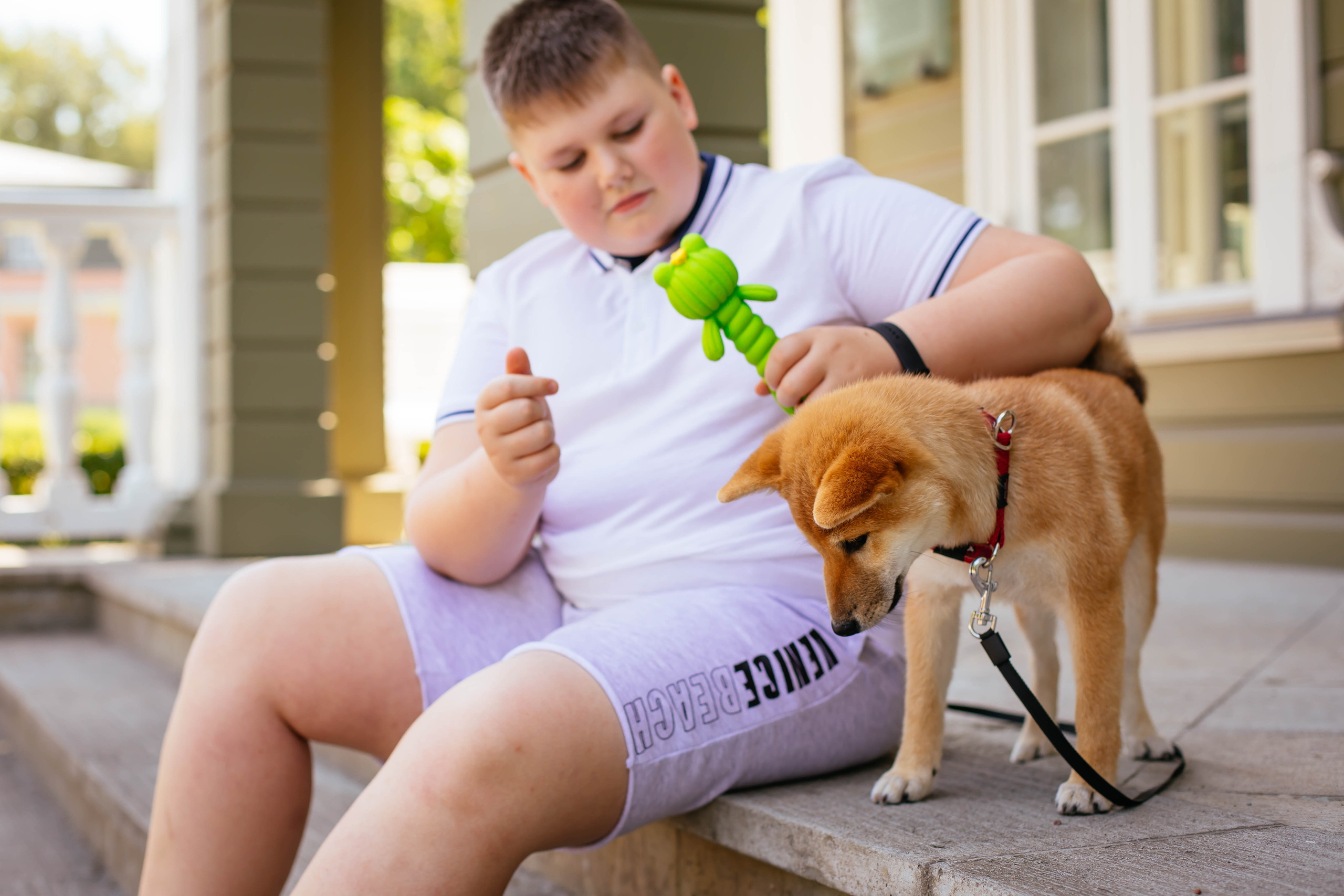 RUBYLIGHT JULY. AMERICAN AKITA RUBYLIGHT KENNEL I SHIBA-INU