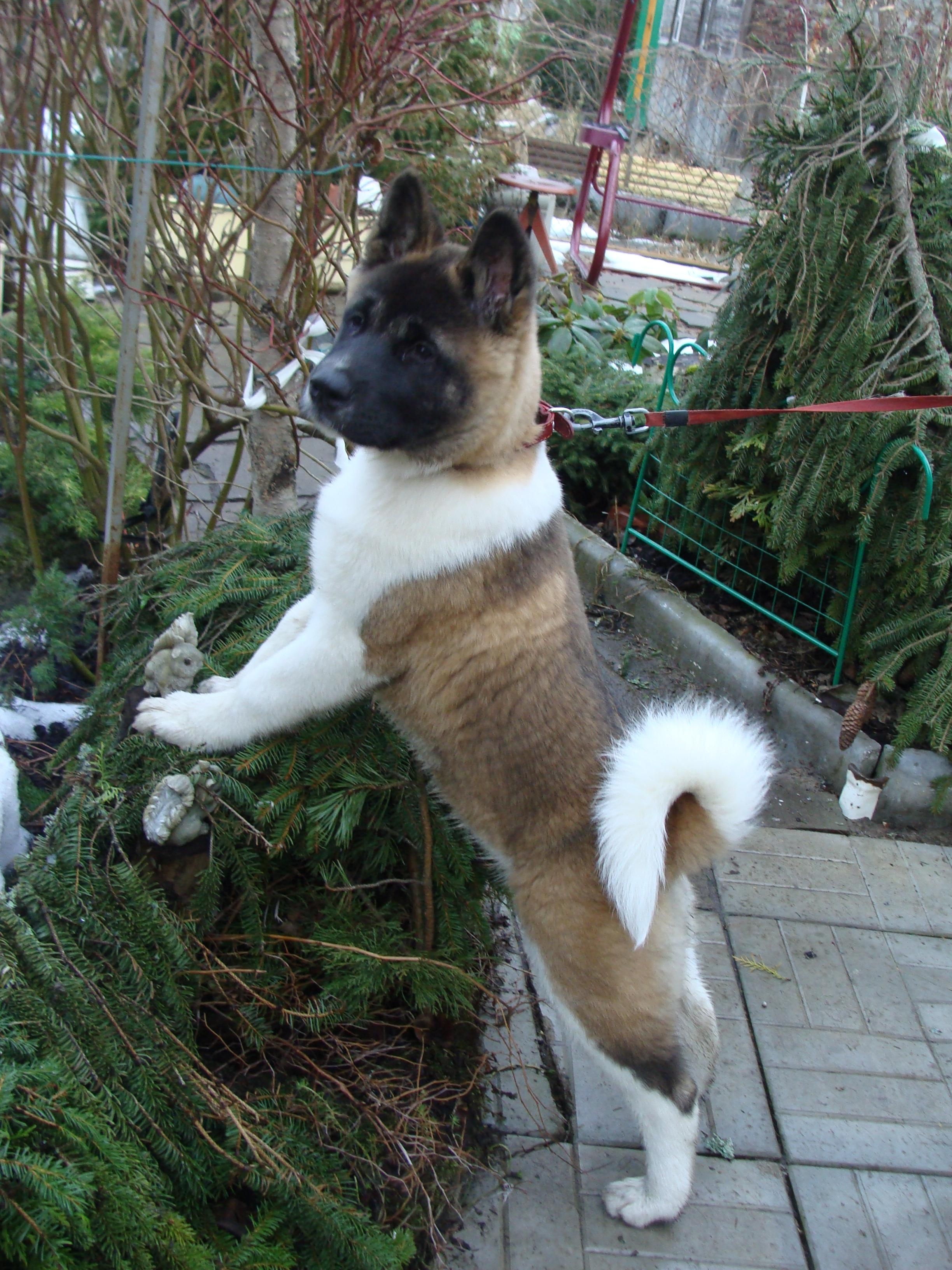 Svargas Domino * Даки. AMERICAN AKITA RUBYLIGHT KENNEL I SHIBA-INU