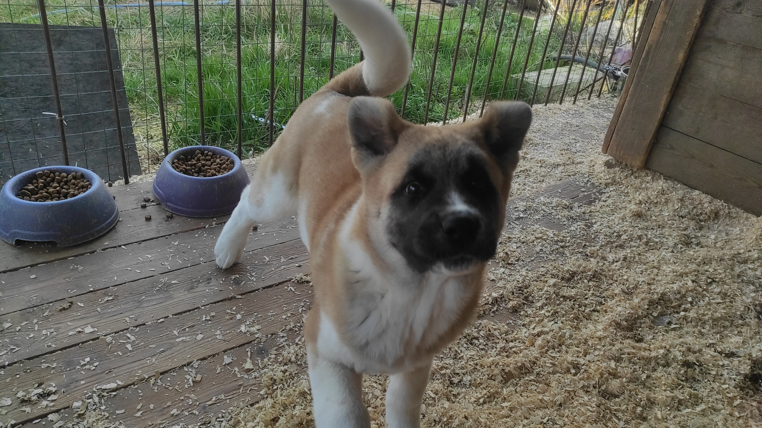 Американская акита питомник RUBYLIGHT. Американская акита I Сиба ину I Питомник RUBYLIGHT