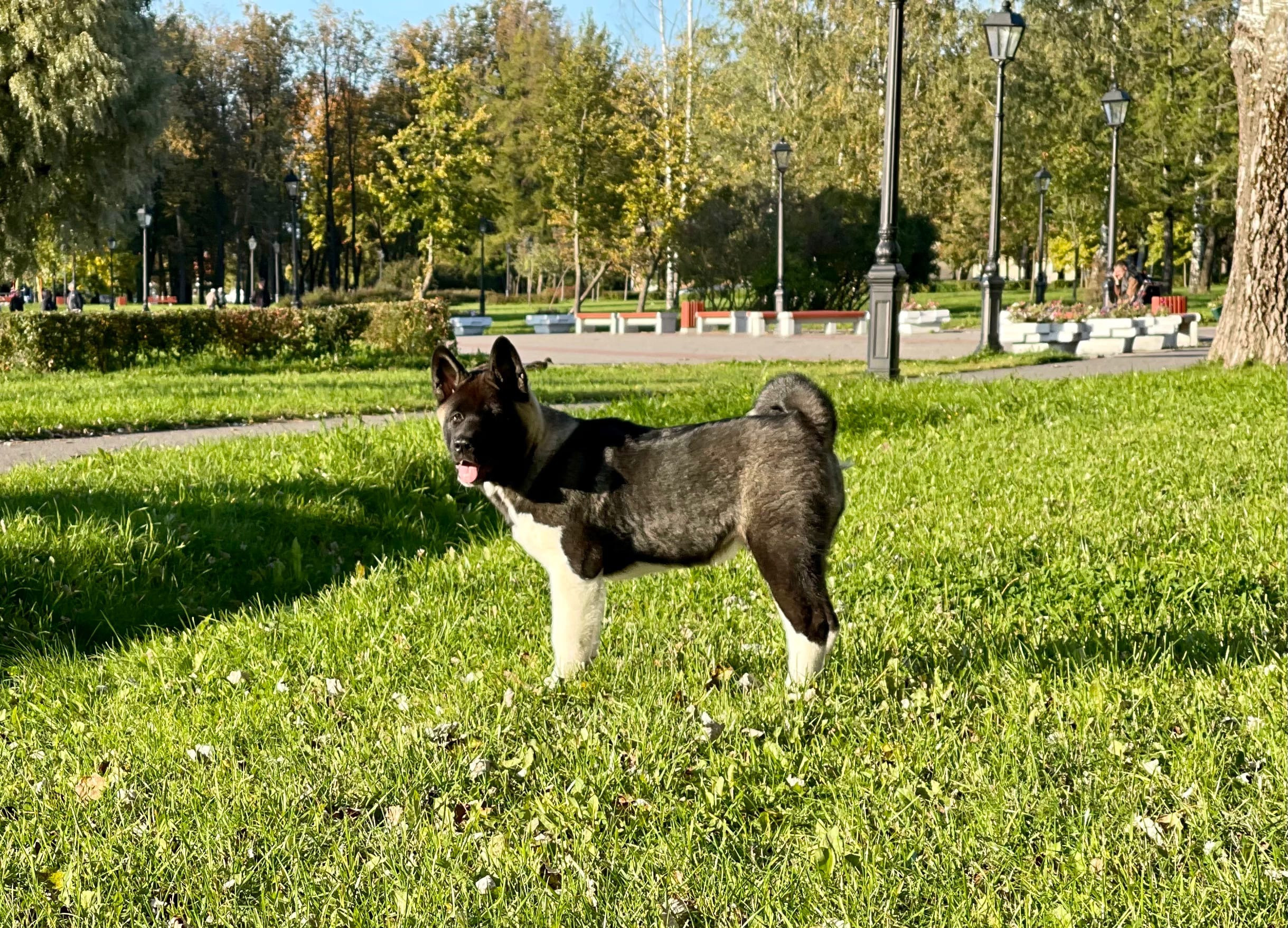 RUBYLIGHT Kamillus, дата рождения 09.06.2021Отец: Alter Real MercuryМать: Infinit Happy, Американская Акита RUBYLIGHT Санкт-Петербург