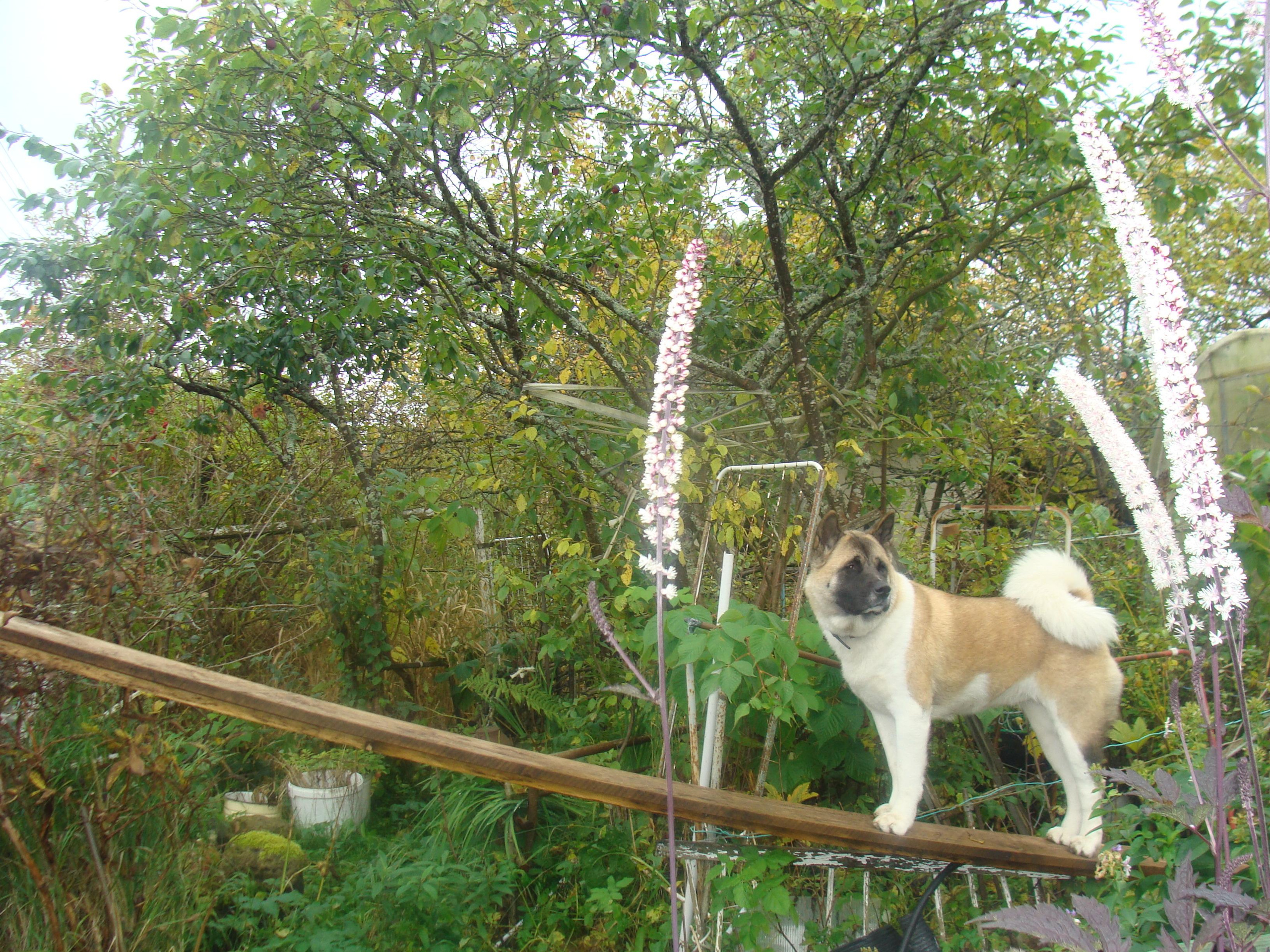 Svargas Domino * Даки. AMERICAN AKITA RUBYLIGHT KENNEL I SHIBA-INU