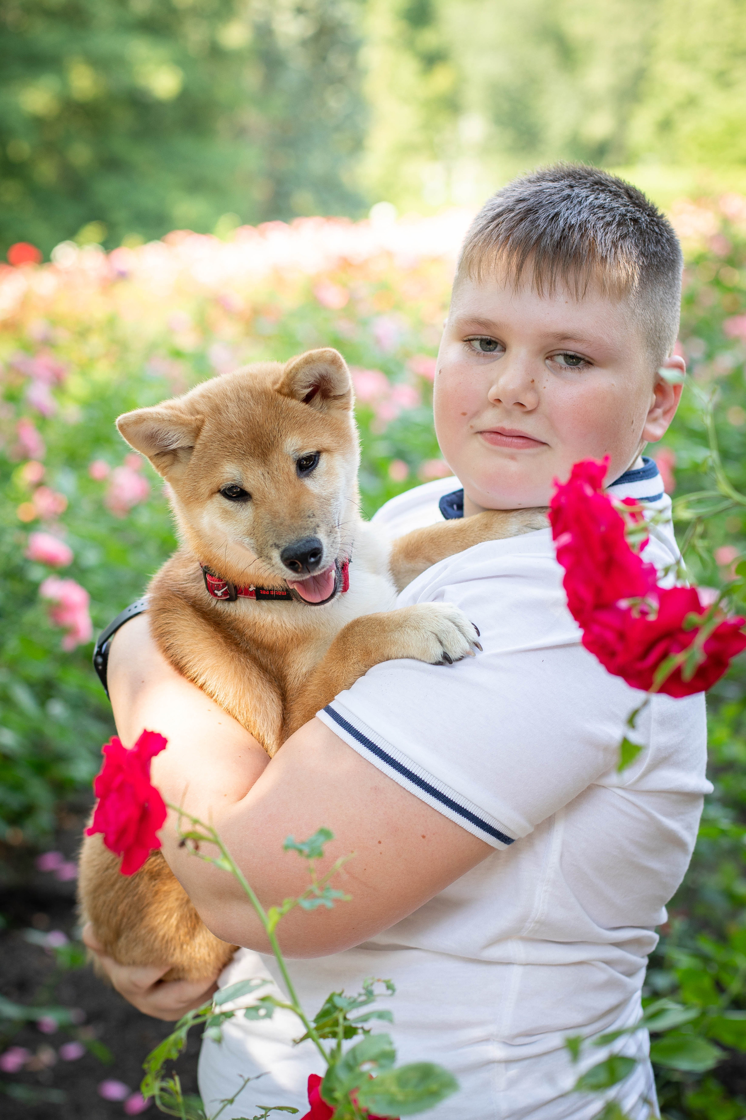 RUBYLIGHT JULY. AMERICAN AKITA RUBYLIGHT KENNEL I SHIBA-INU