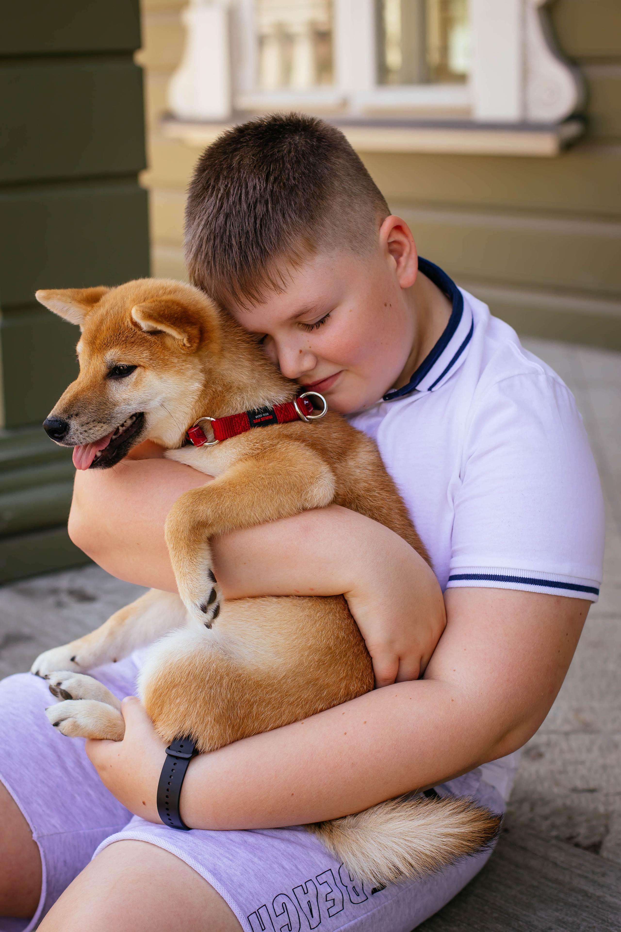 RUBYLIGHT JULY. AMERICAN AKITA RUBYLIGHT KENNEL I SHIBA-INU