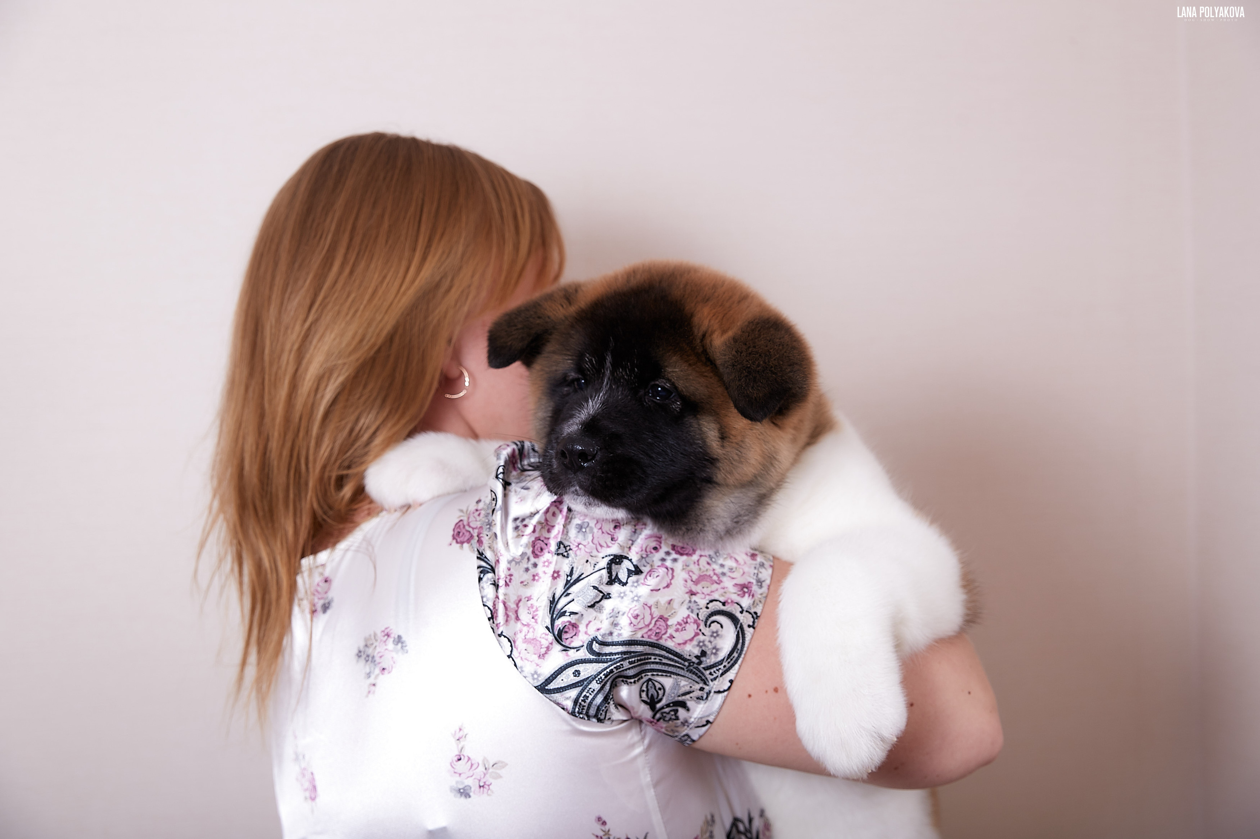 Американская акита питомник RUBYLIGHT. Американская акита I Сиба ину I Питомник RUBYLIGHT