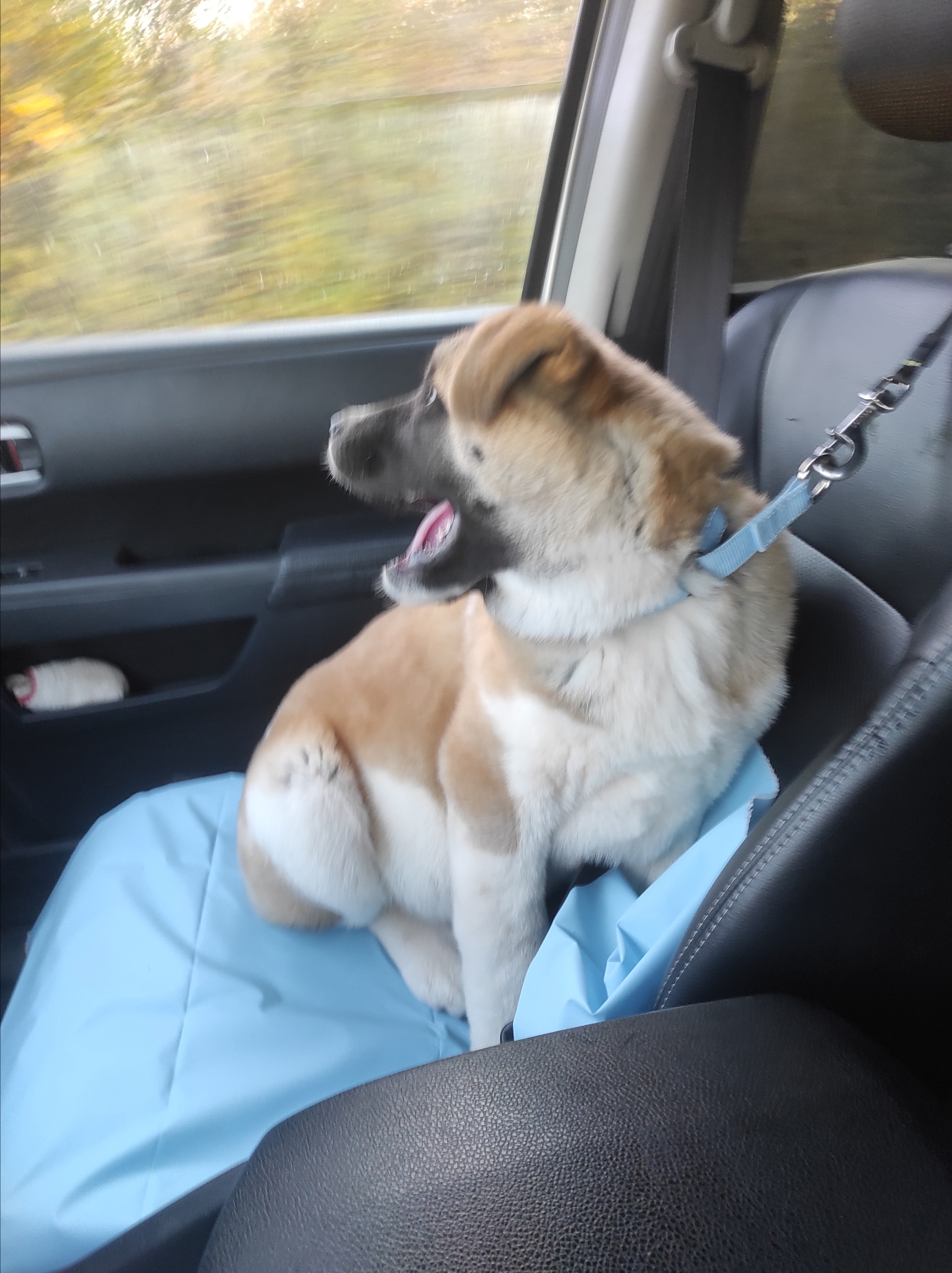 Американская акита питомник RUBYLIGHT. Американская акита I Сиба ину I Питомник RUBYLIGHT