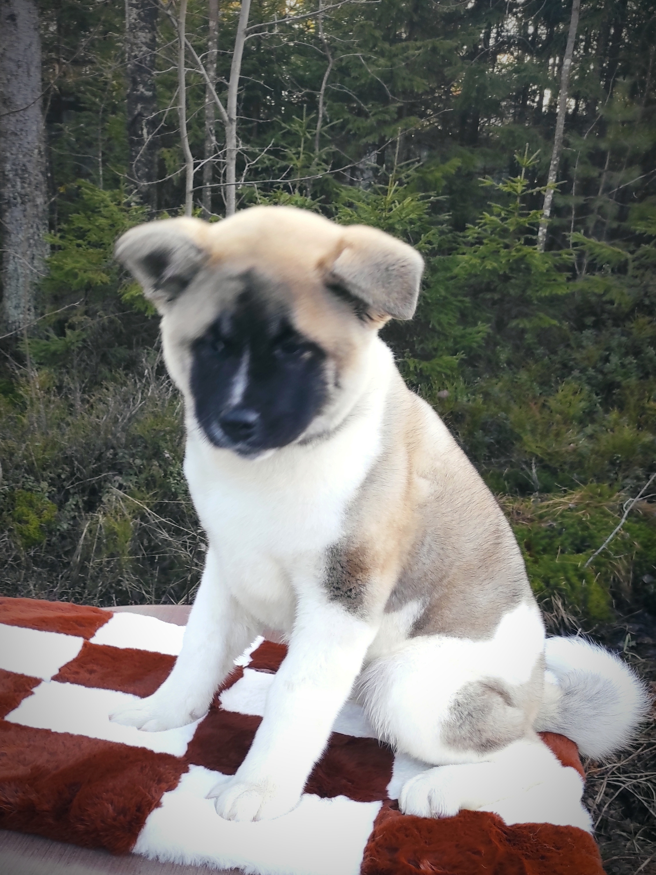 RUBYLIGHT HEL'. AMERICAN AKITA RUBYLIGHT KENNEL I SHIBA-INU