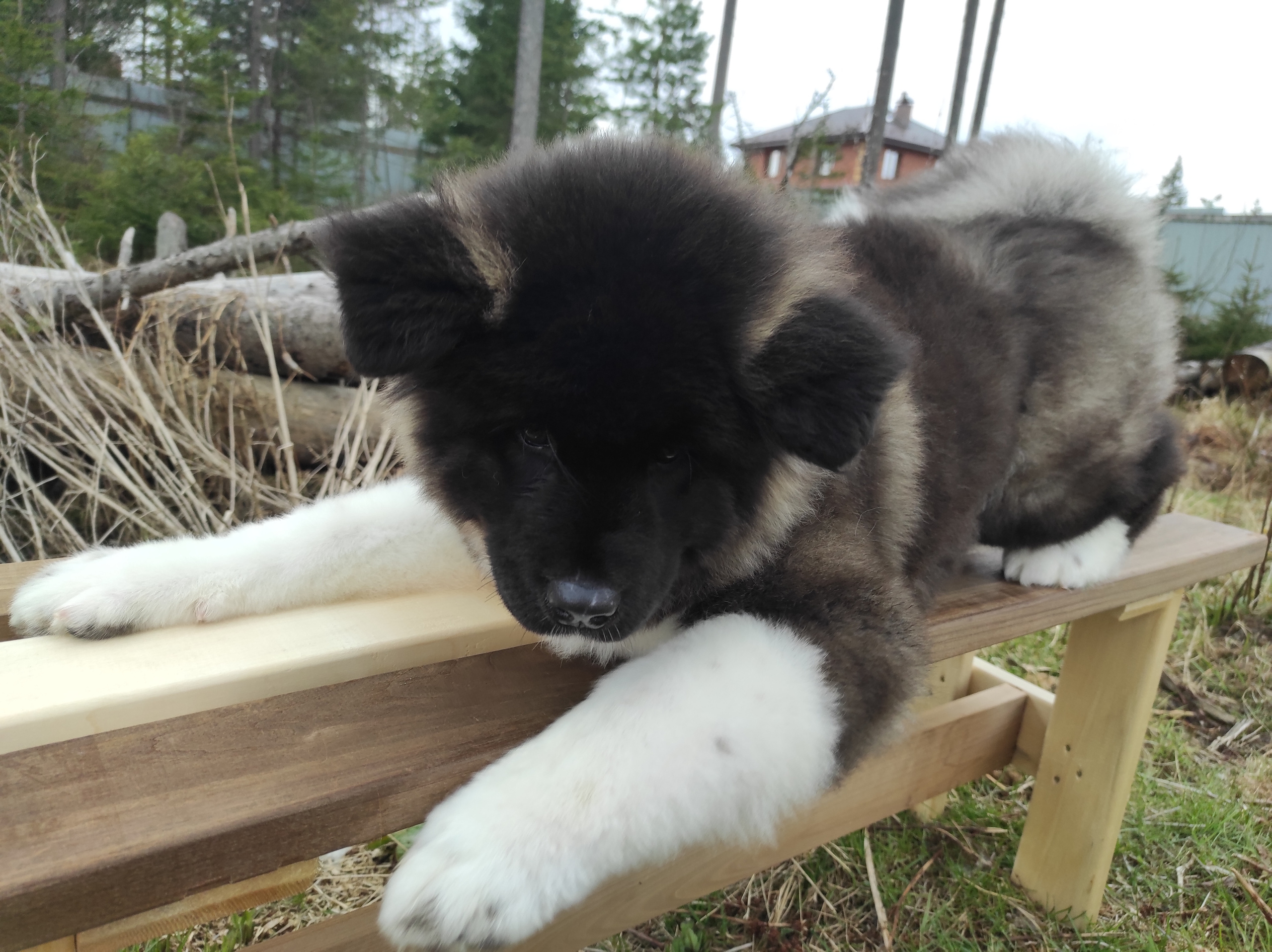 RUBYLIGHT HANNA * Ханна. AMERICAN AKITA RUBYLIGHT KENNEL I SHIBA-INU