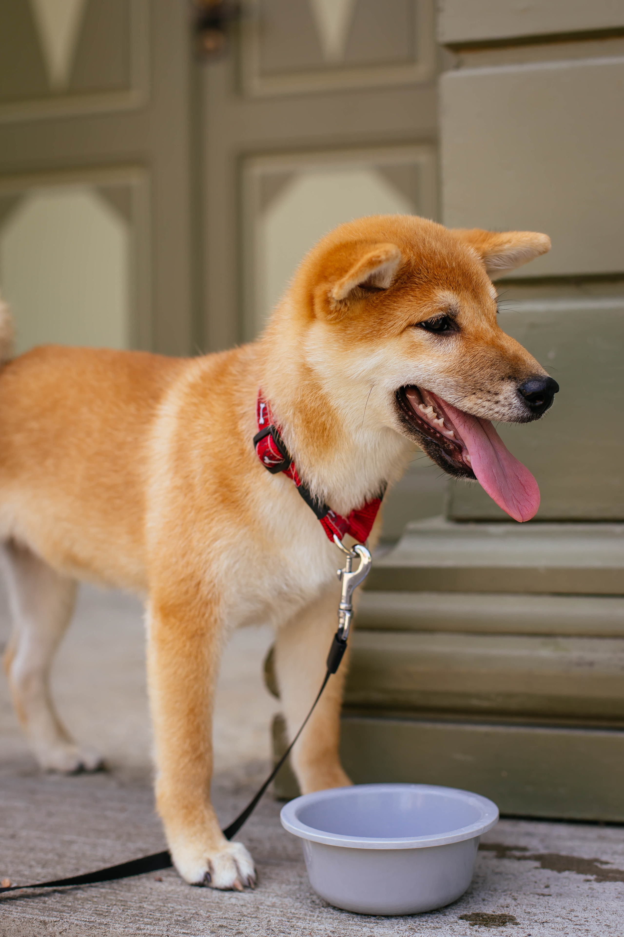 RUBYLIGHT JULY. AMERICAN AKITA RUBYLIGHT KENNEL I SHIBA-INU