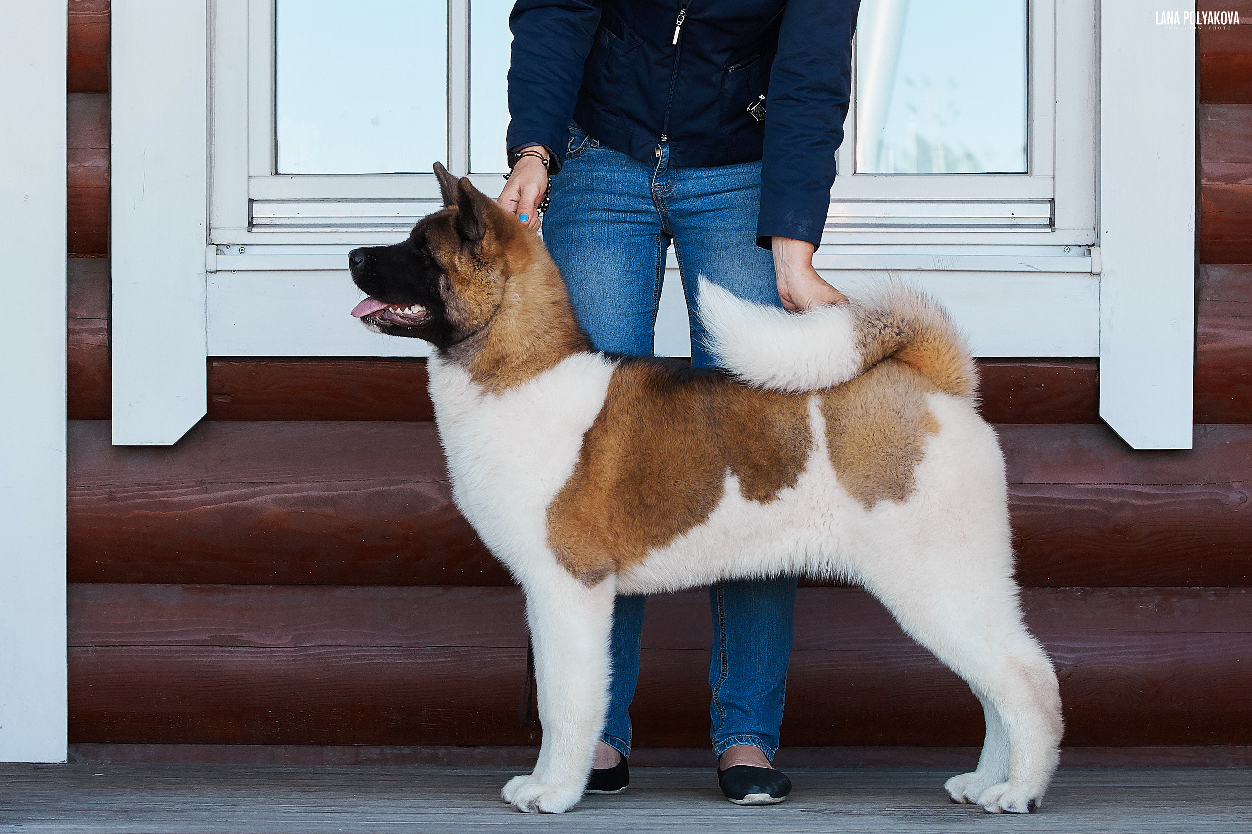 RUBYLIGHT BIYA * Бия американская акита Рубилайт щенки питомник