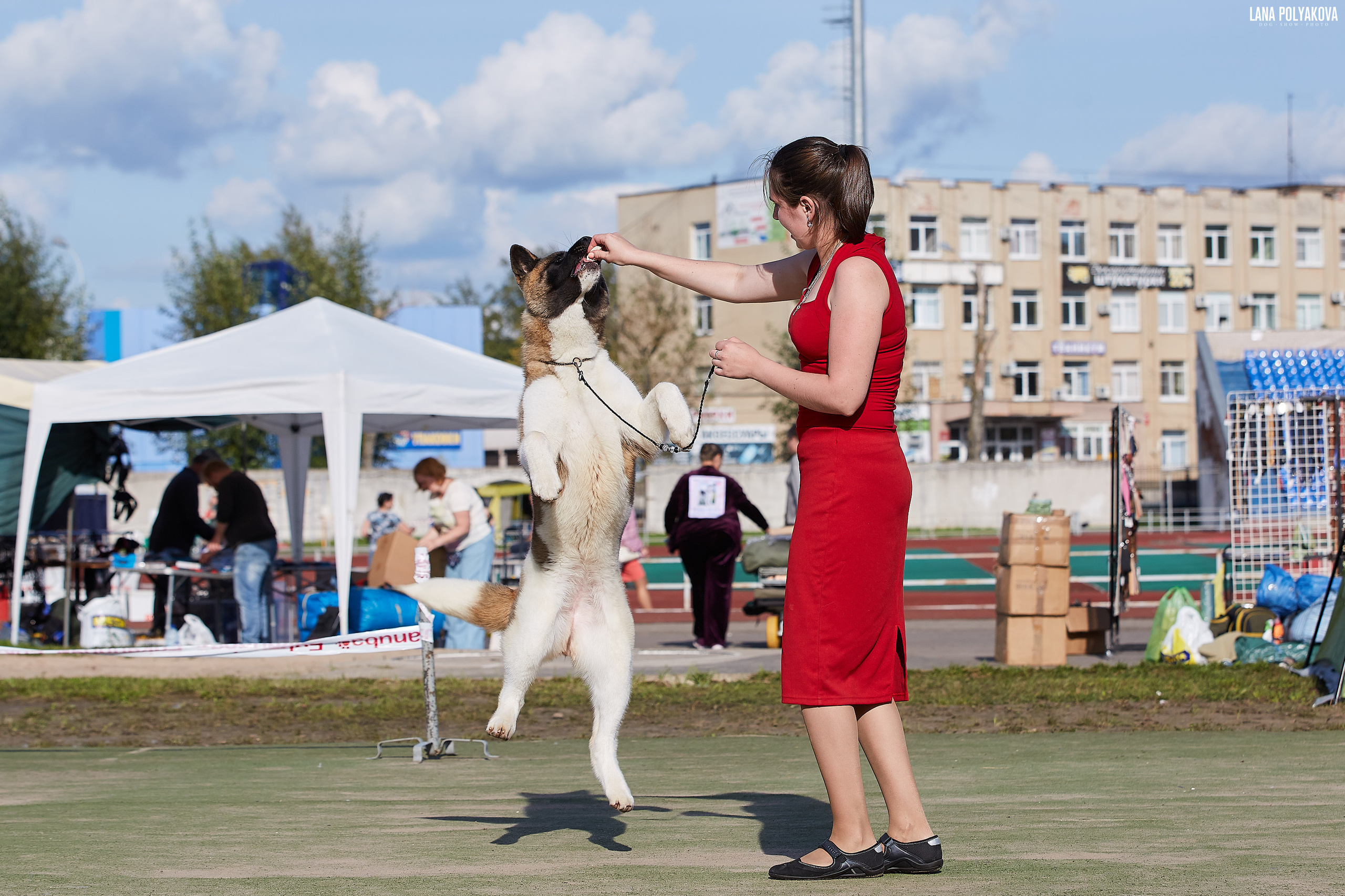 RUBYLIGHT BIYA * Бия американская акита Рубилайт щенки питомник