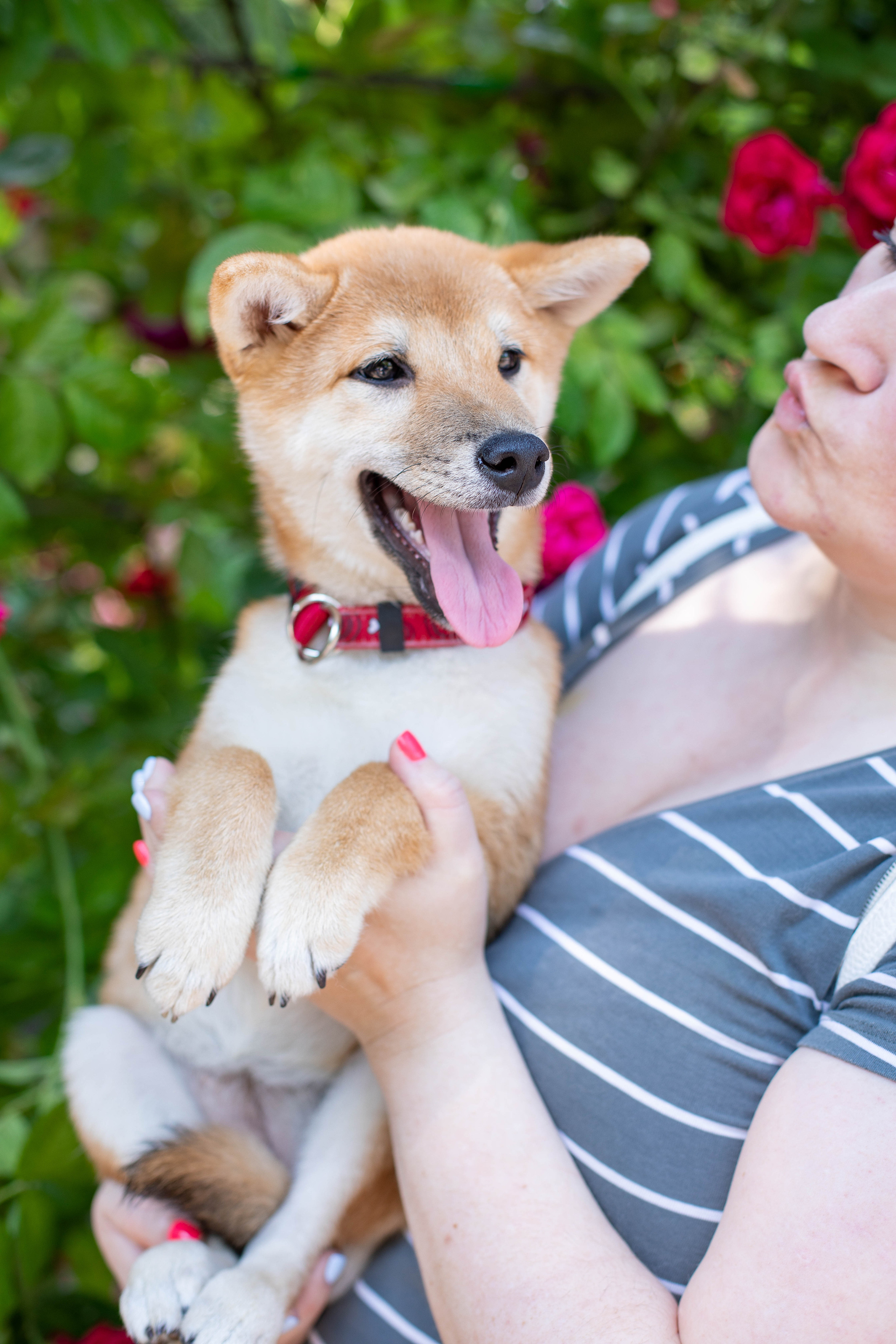RUBYLIGHT JULY. AMERICAN AKITA RUBYLIGHT KENNEL I SHIBA-INU