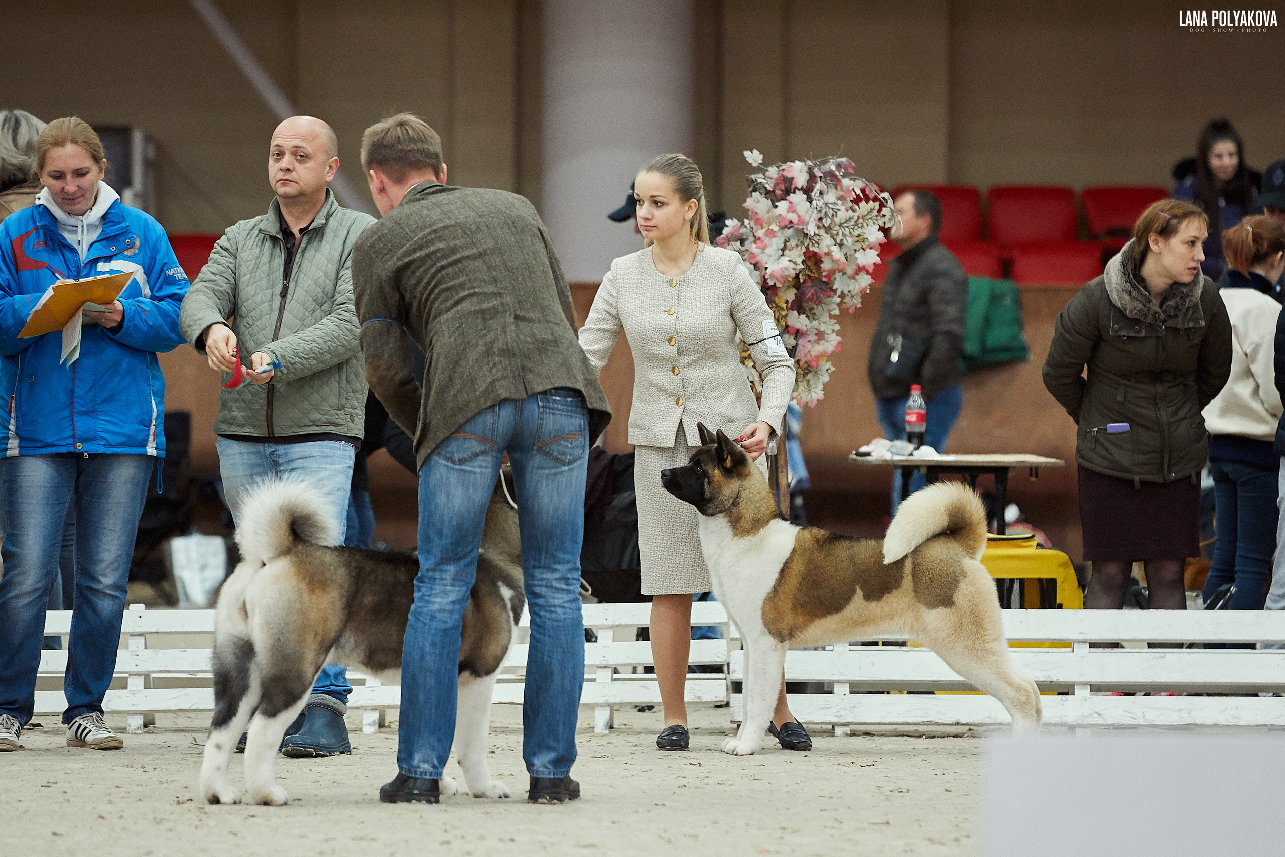 RUBYLIGHT BIYA * Бия американская акита Рубилайт щенки питомник