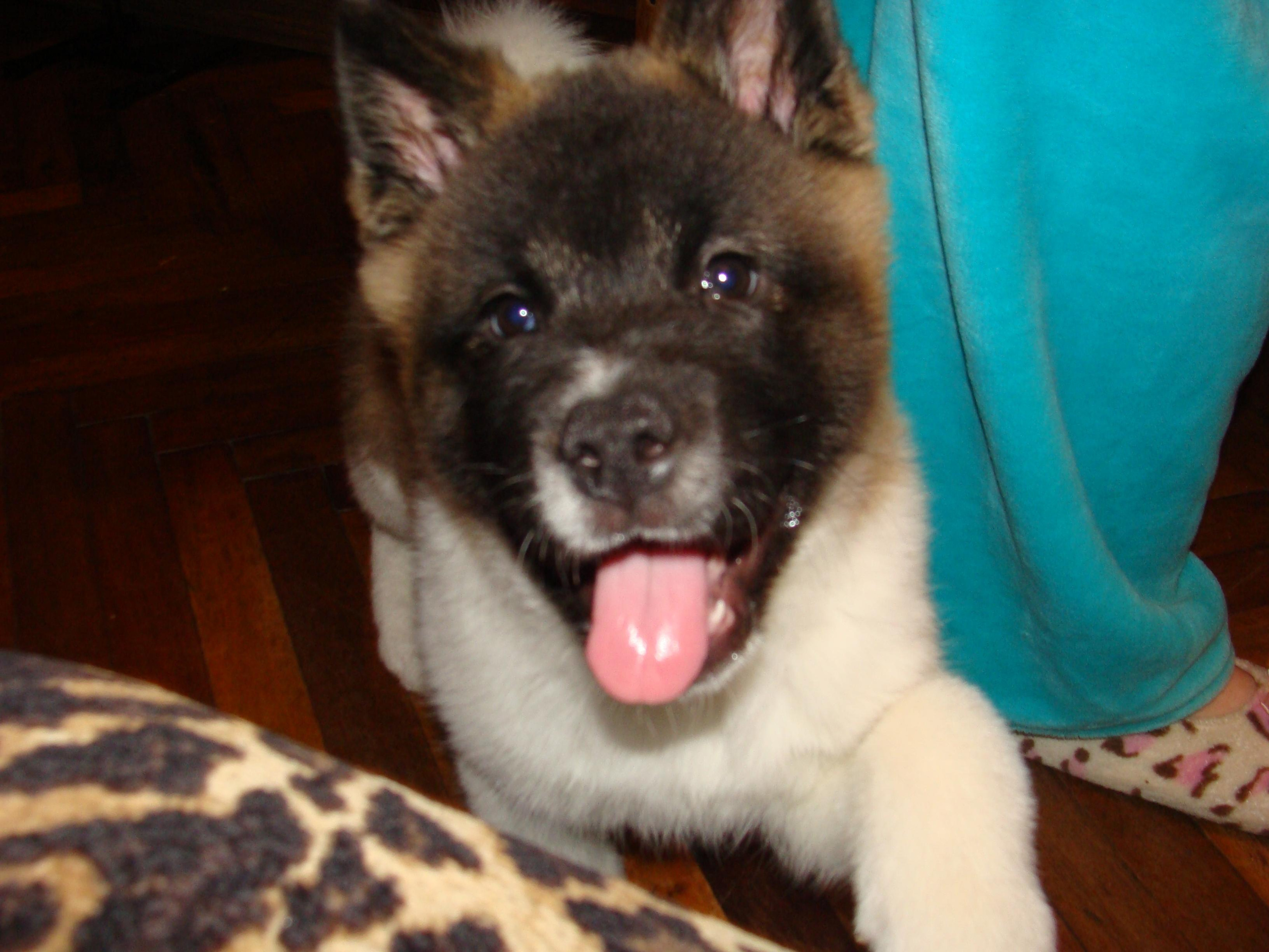 Svargas Domino * Даки. AMERICAN AKITA RUBYLIGHT KENNEL I SHIBA-INU