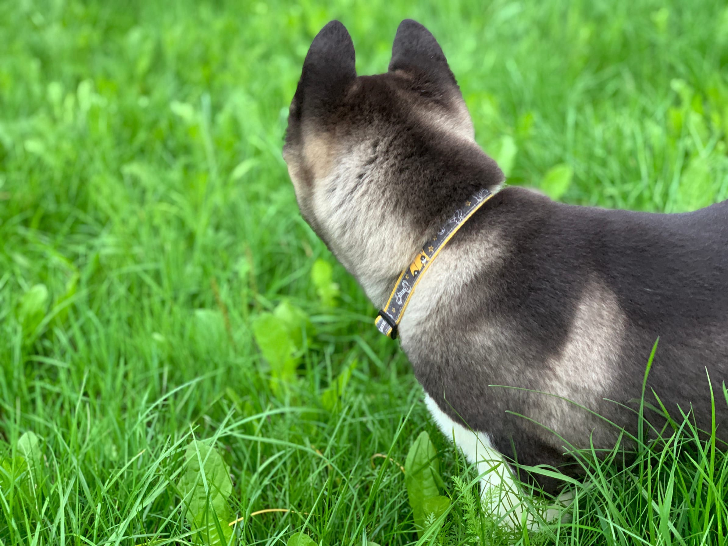 RUBYLIGHT Kamillus, дата рождения 09.06.2021Отец: Alter Real MercuryМать: Infinit Happy, Американская Акита RUBYLIGHT Санкт-Петербург