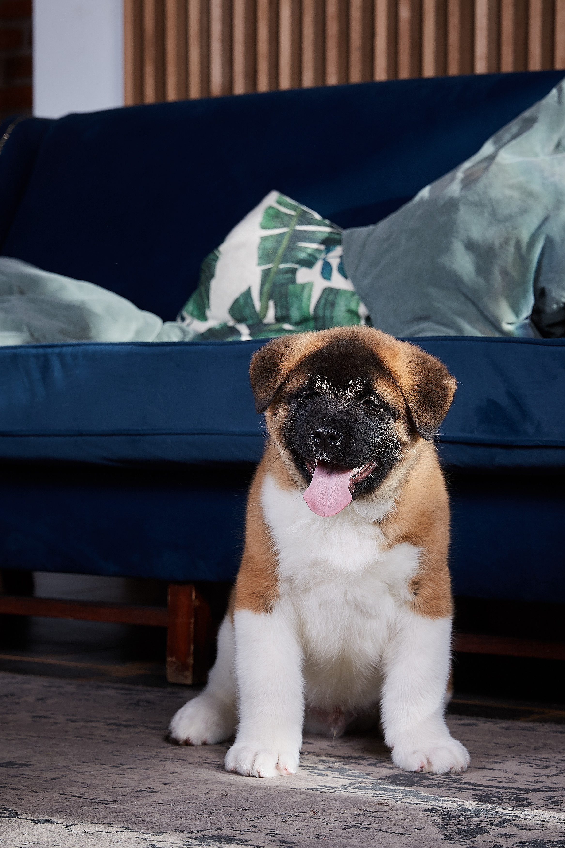 RUBYLIGHT BOREALIS * Боря. AMERICAN AKITA RUBYLIGHT KENNEL I SHIBA-INU